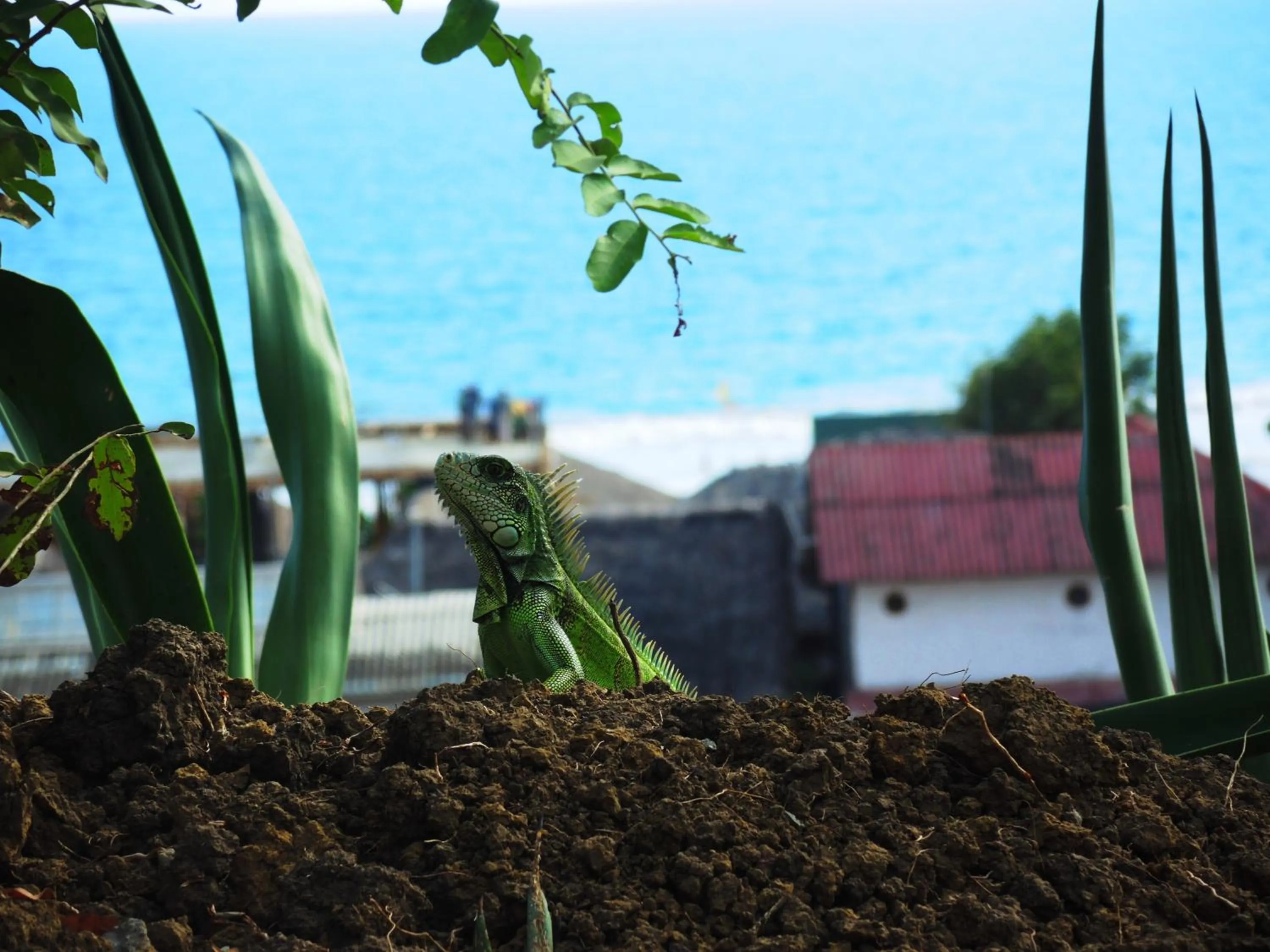 Property building in Nativa Bambu Ecolodge