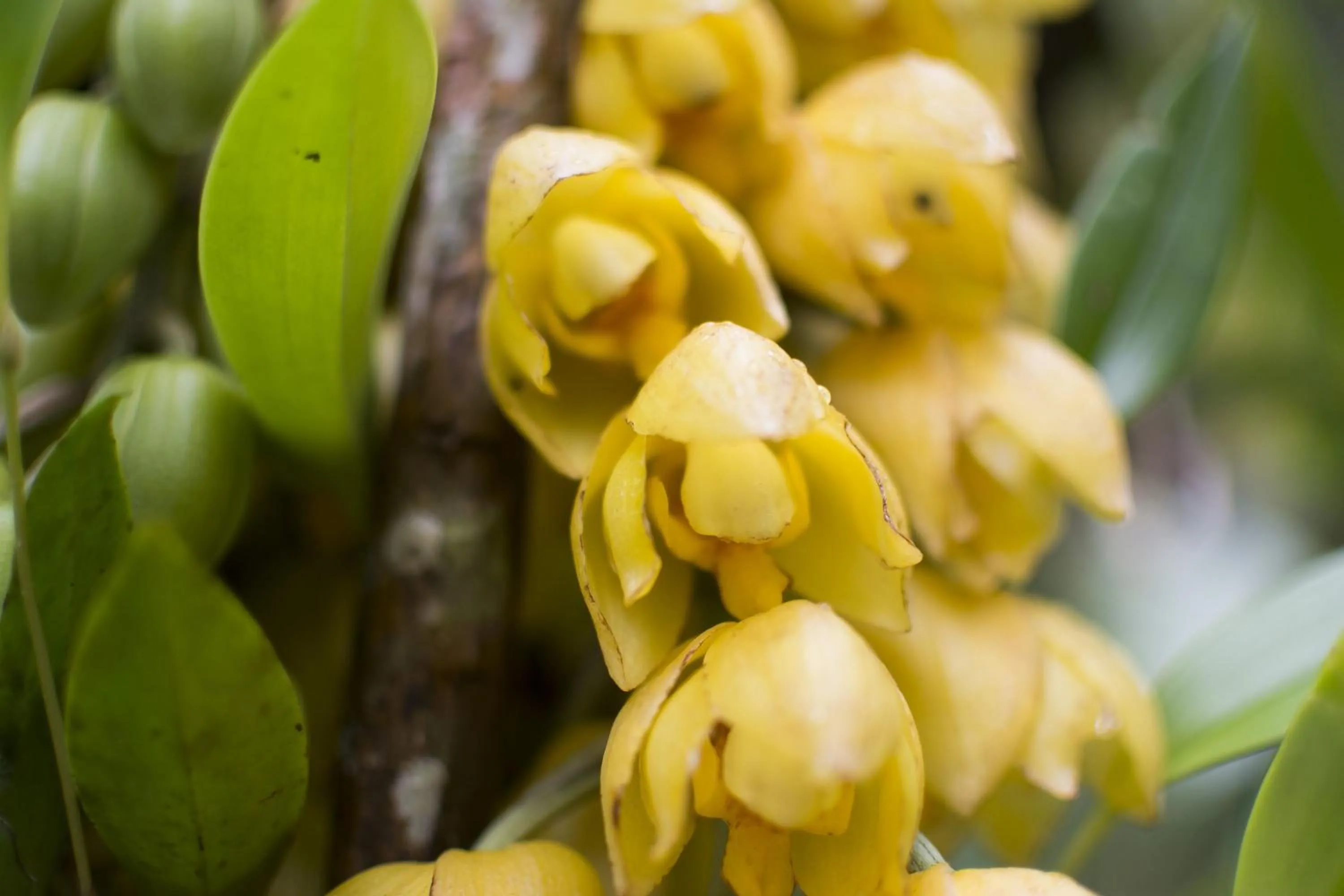 Garden in Bosque de Paz Reserva Biologica