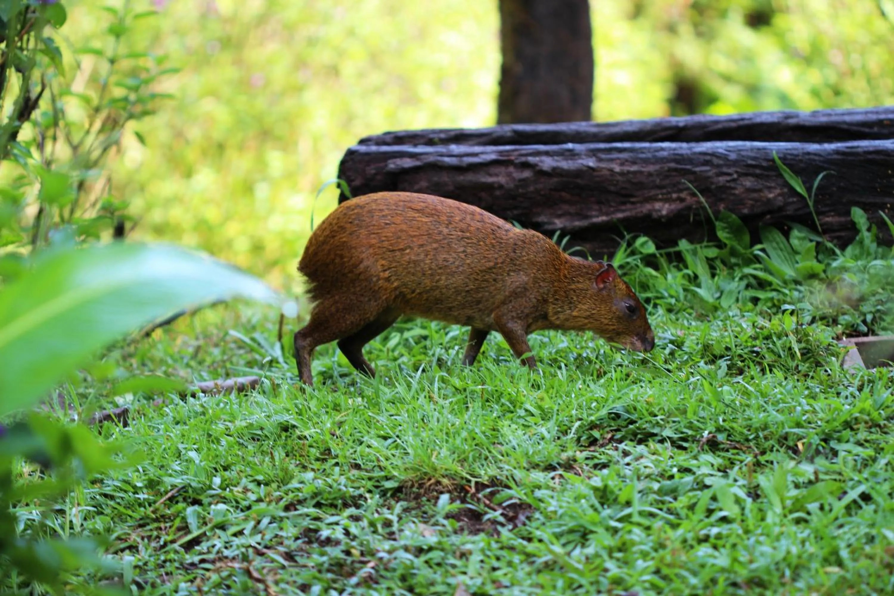 Area and facilities in Bosque de Paz Reserva Biologica