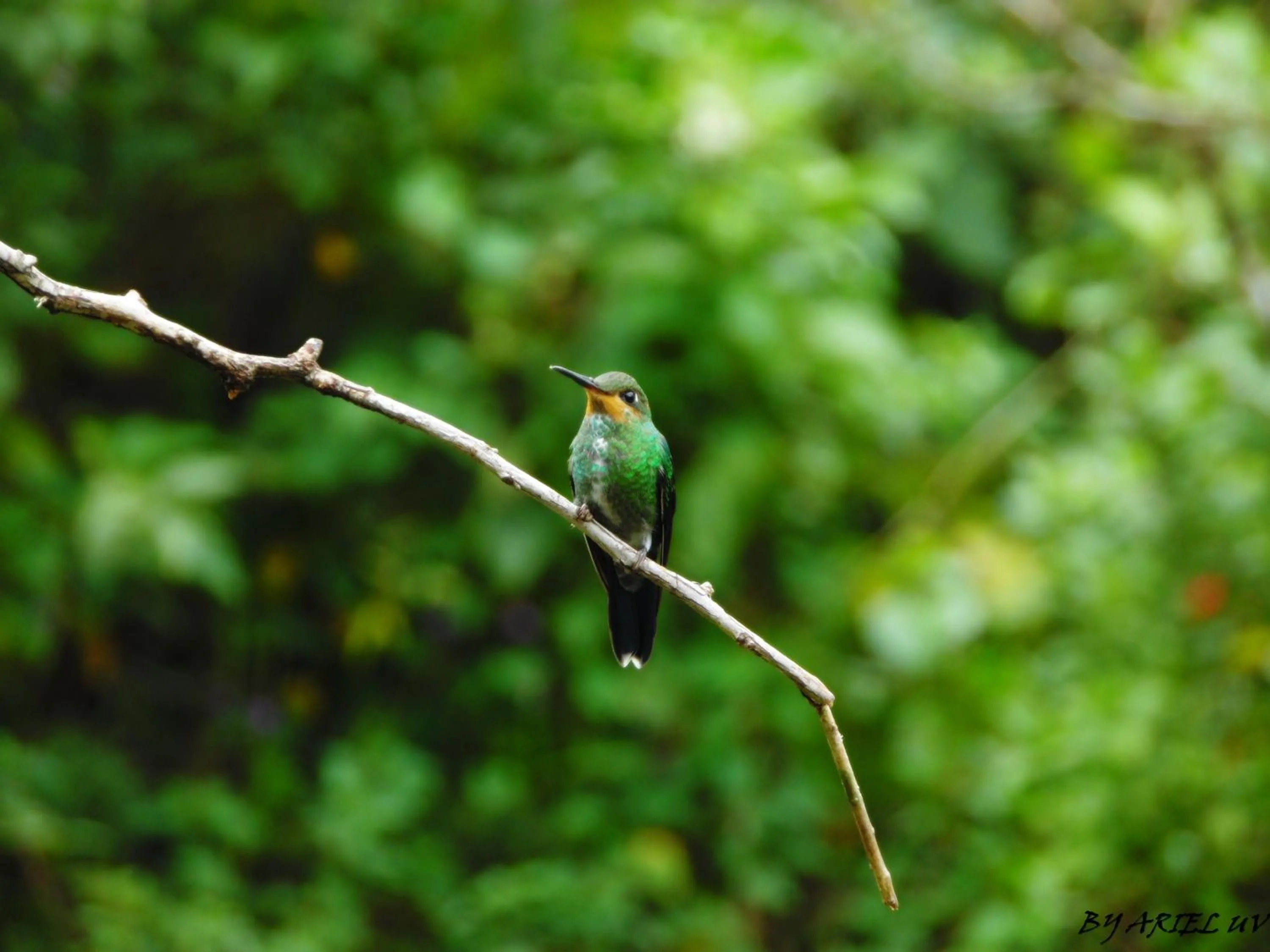 Natural landscape in Bosque de Paz Reserva Biologica