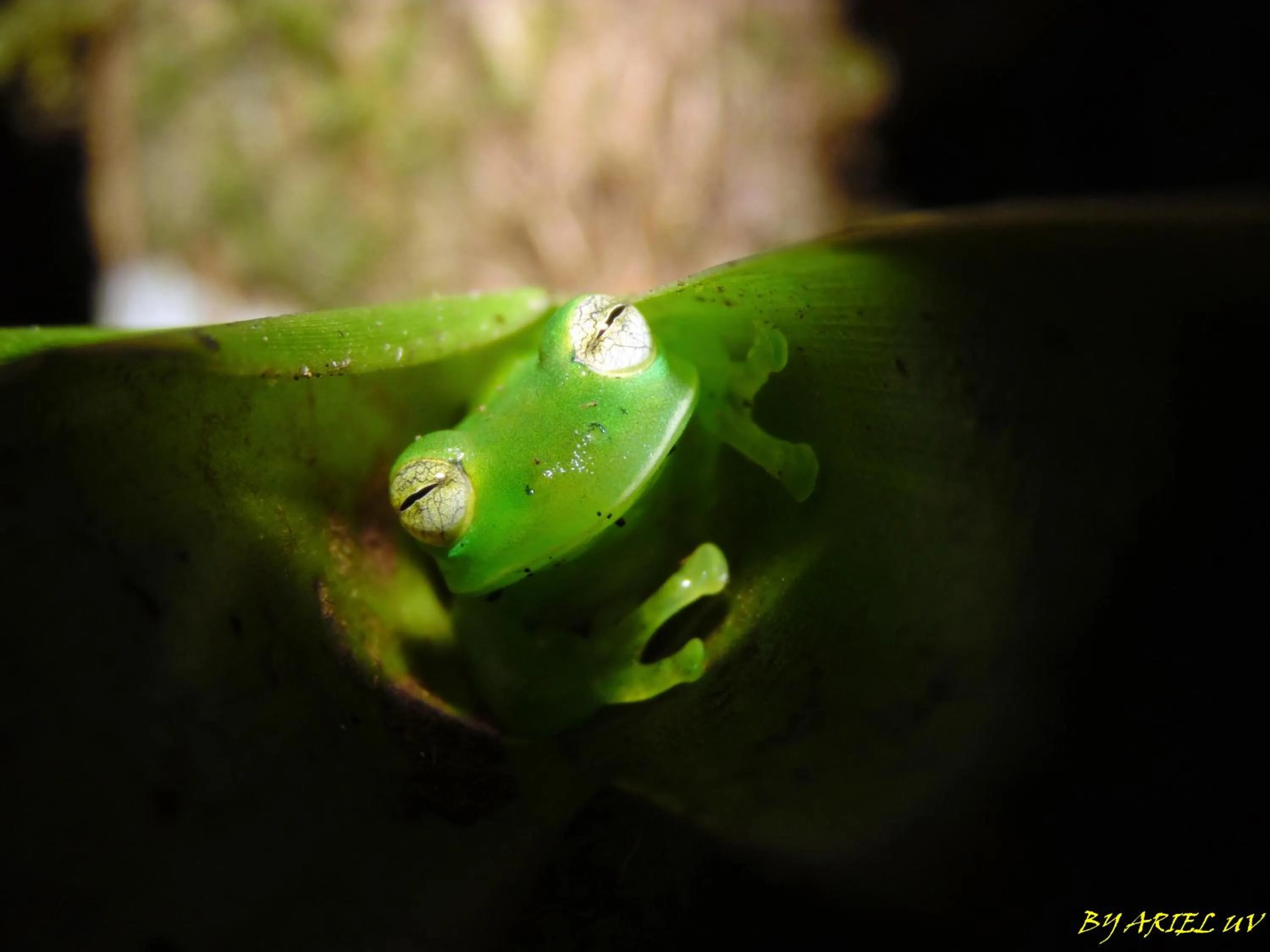 Animals in Bosque de Paz Reserva Biologica