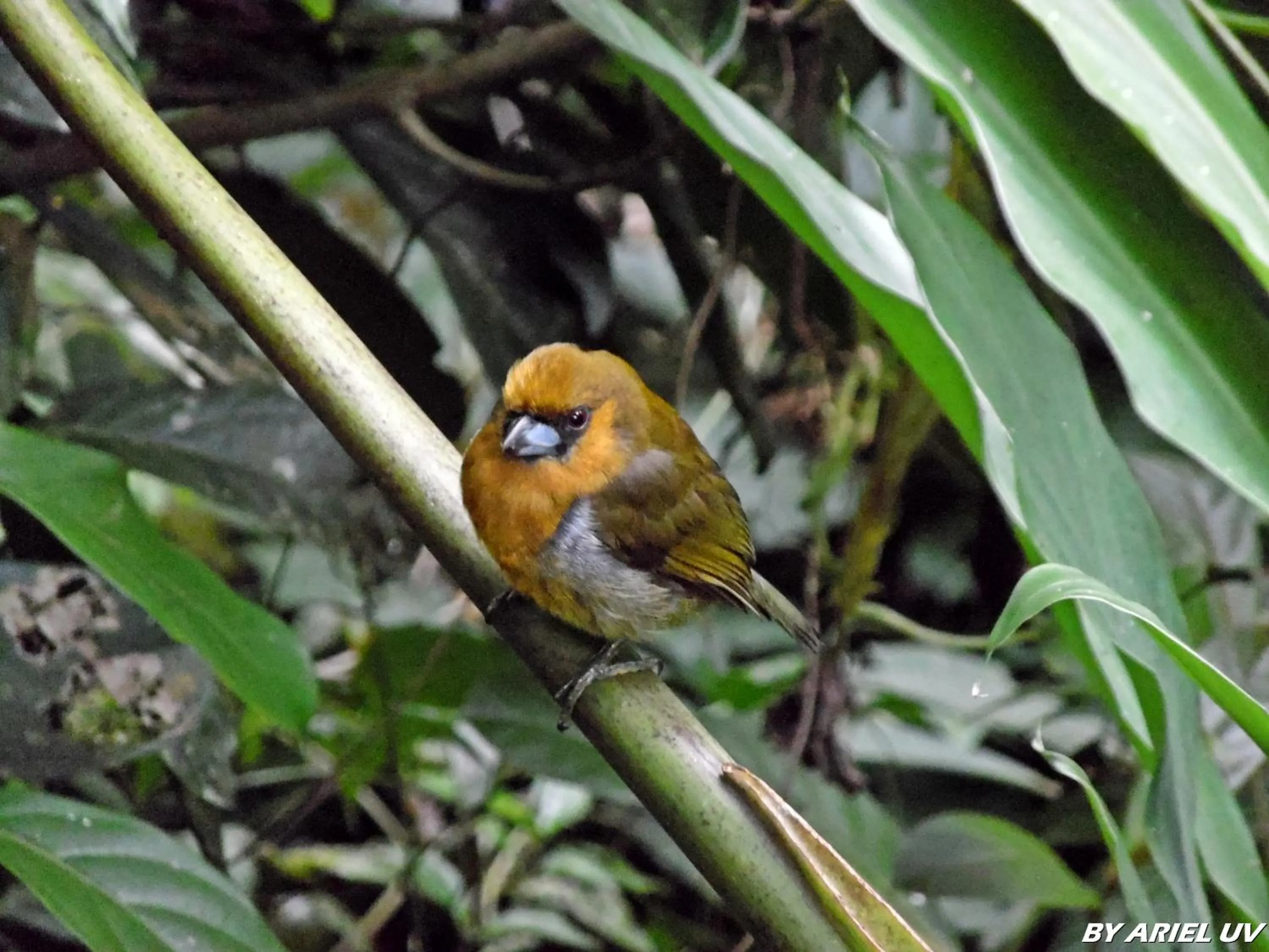 Natural landscape in Bosque de Paz Reserva Biologica
