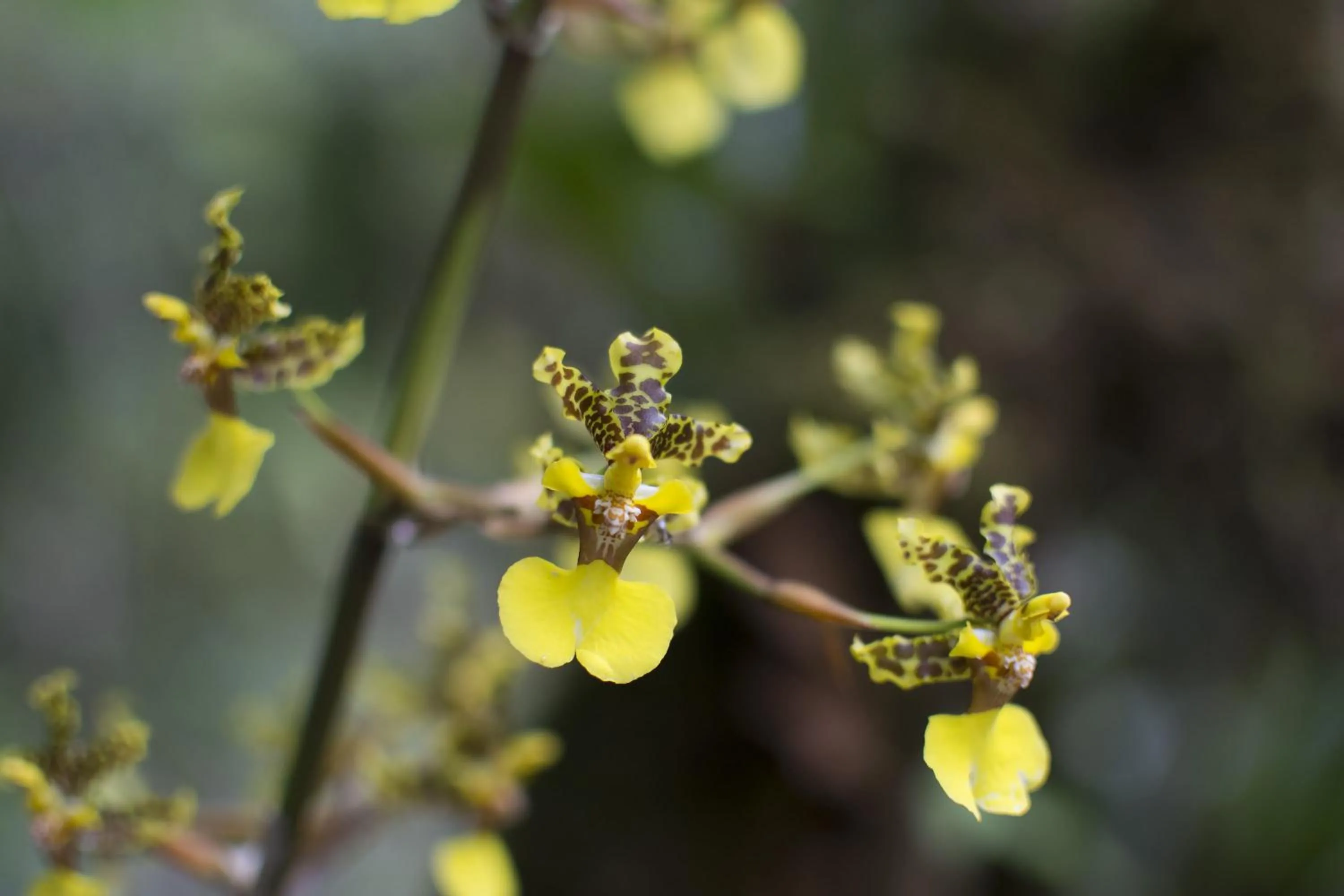 Garden in Bosque de Paz Reserva Biologica
