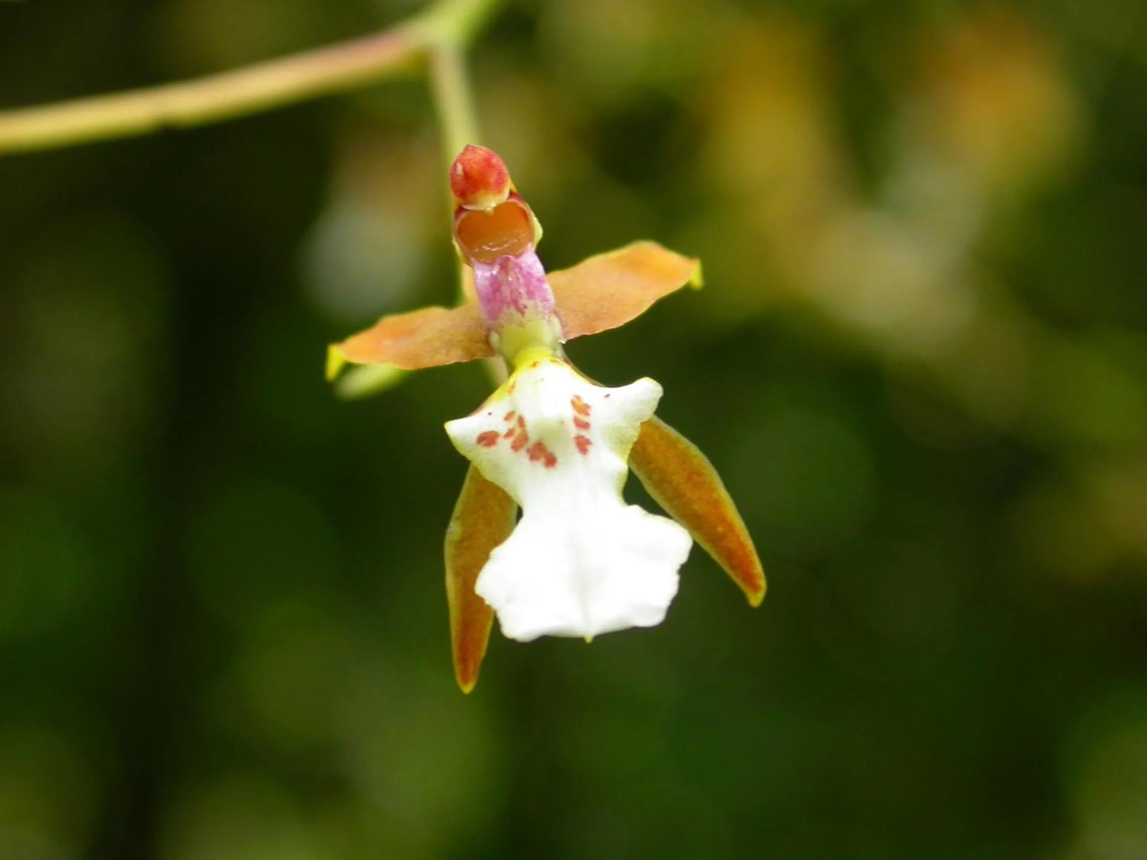Garden in Bosque de Paz Reserva Biologica