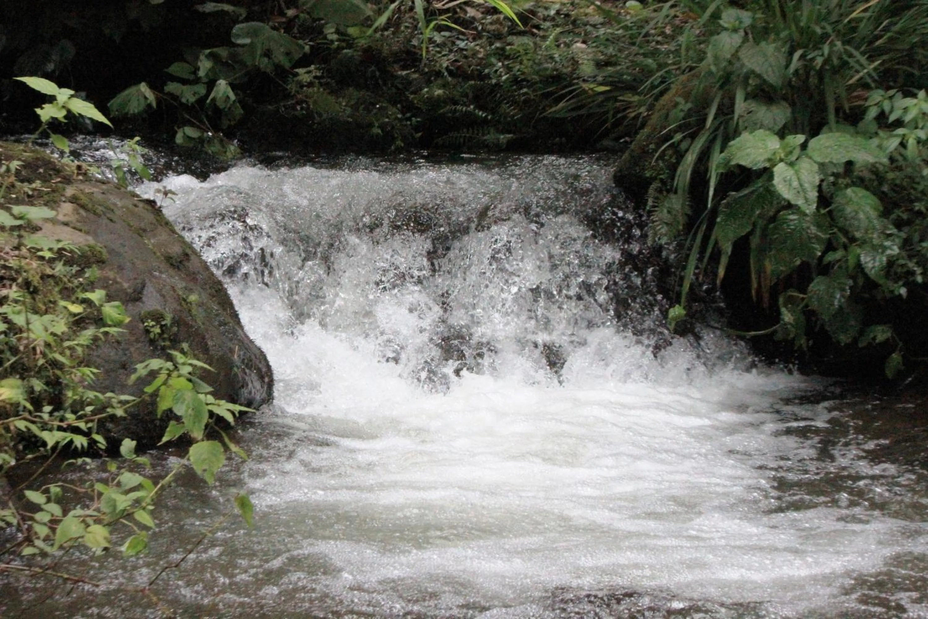 Garden in Bosque de Paz Reserva Biologica