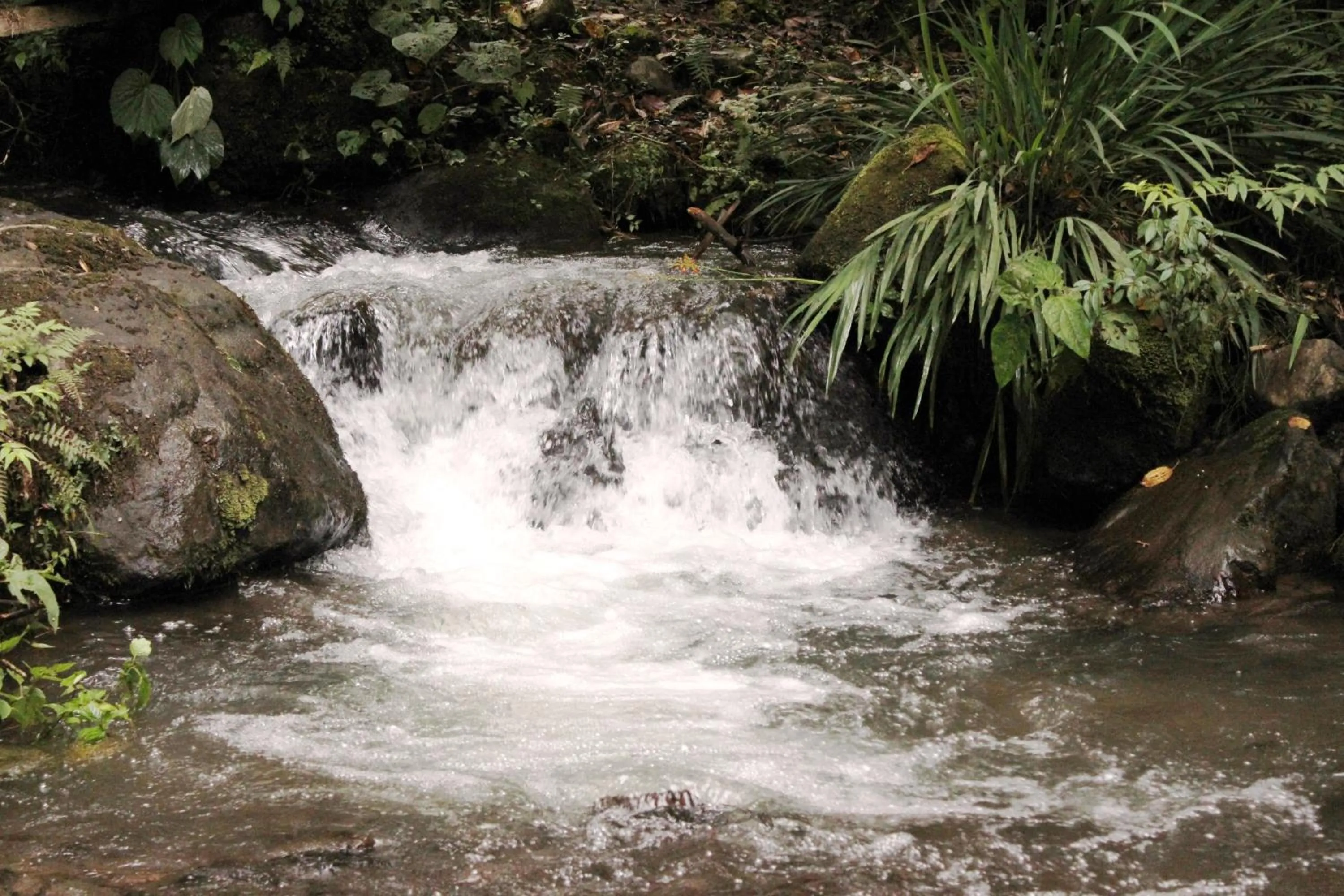 Area and facilities in Bosque de Paz Reserva Biologica