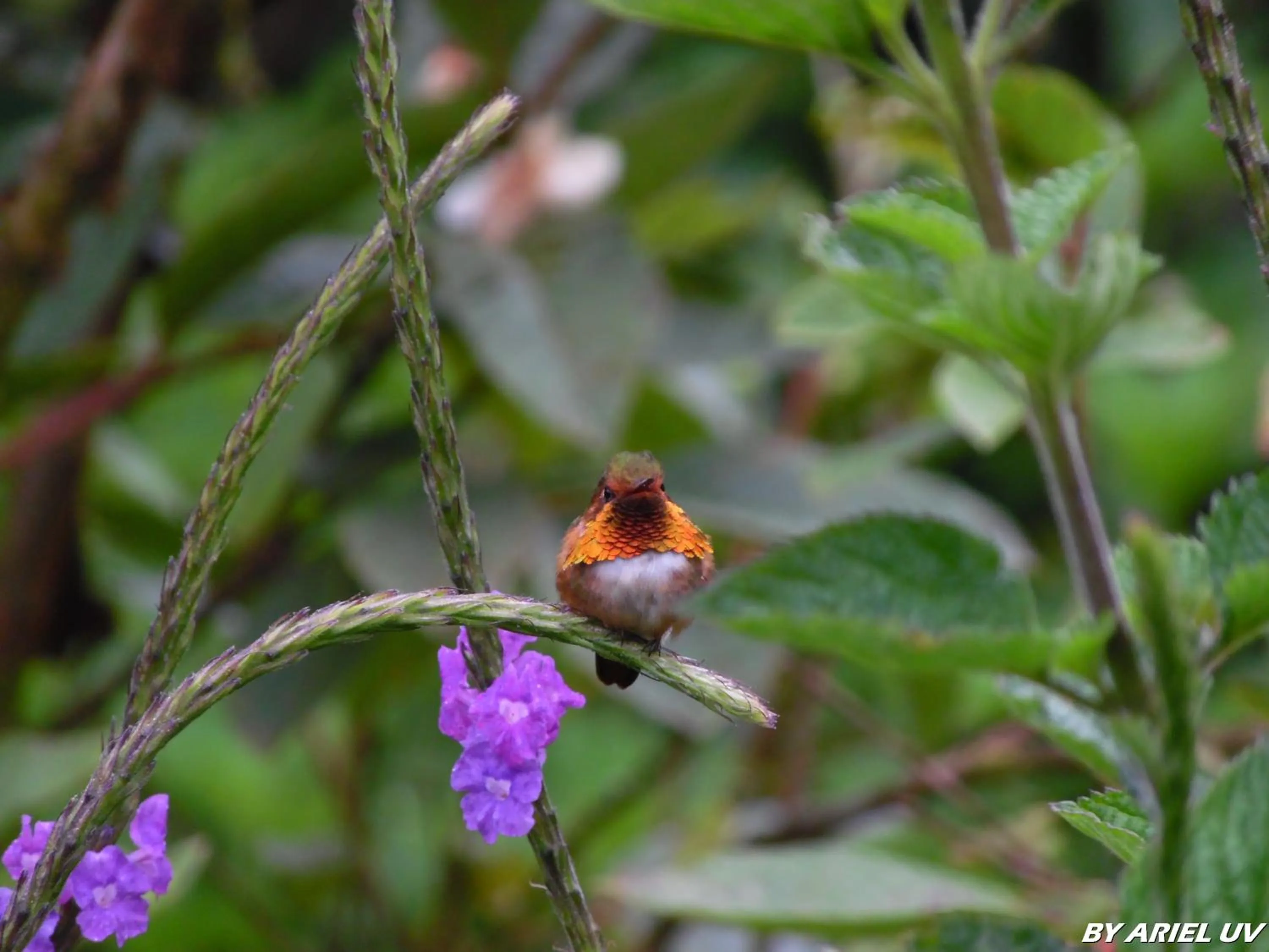 Natural landscape in Bosque de Paz Reserva Biologica