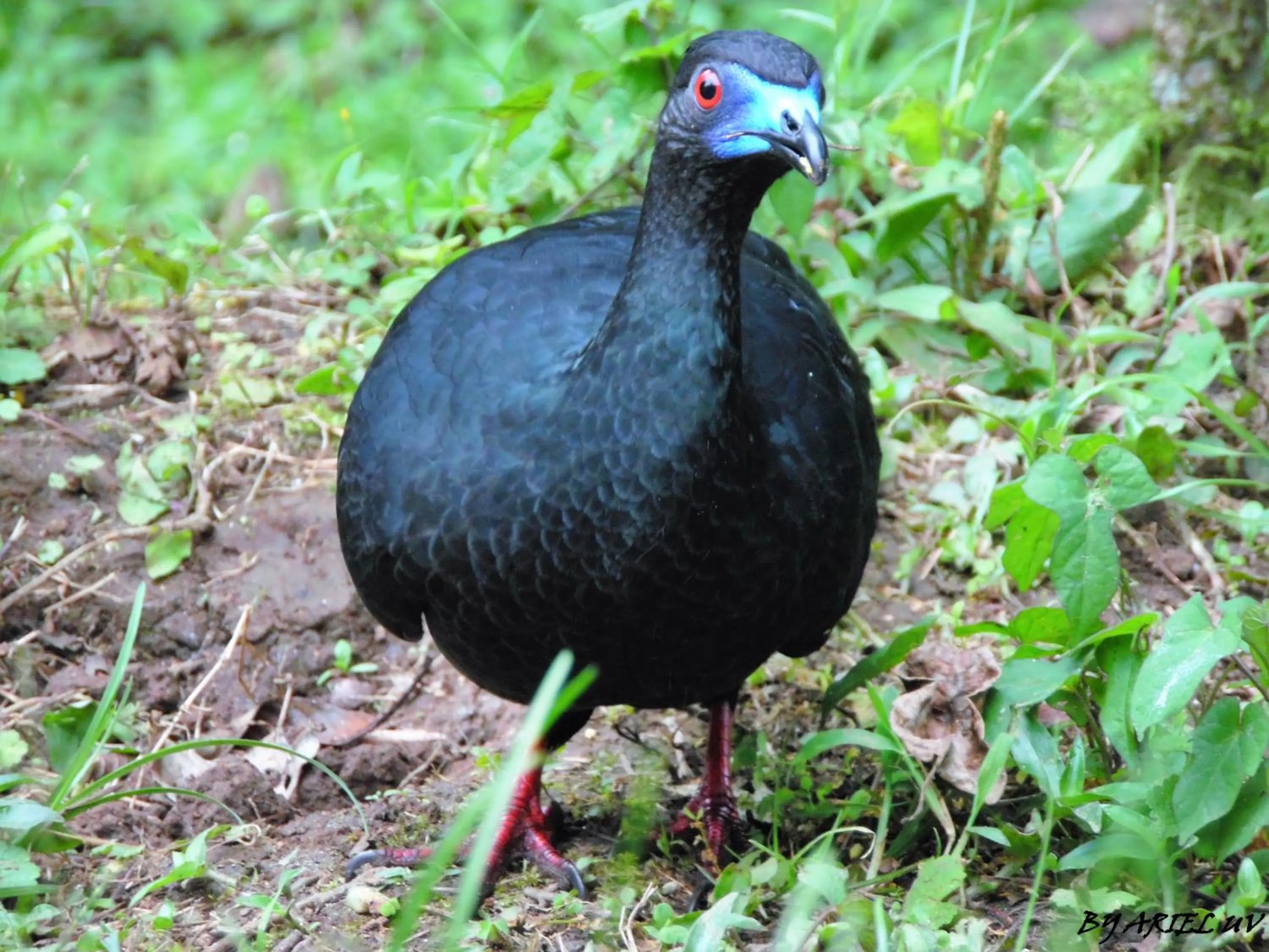 Animals in Bosque de Paz Reserva Biologica