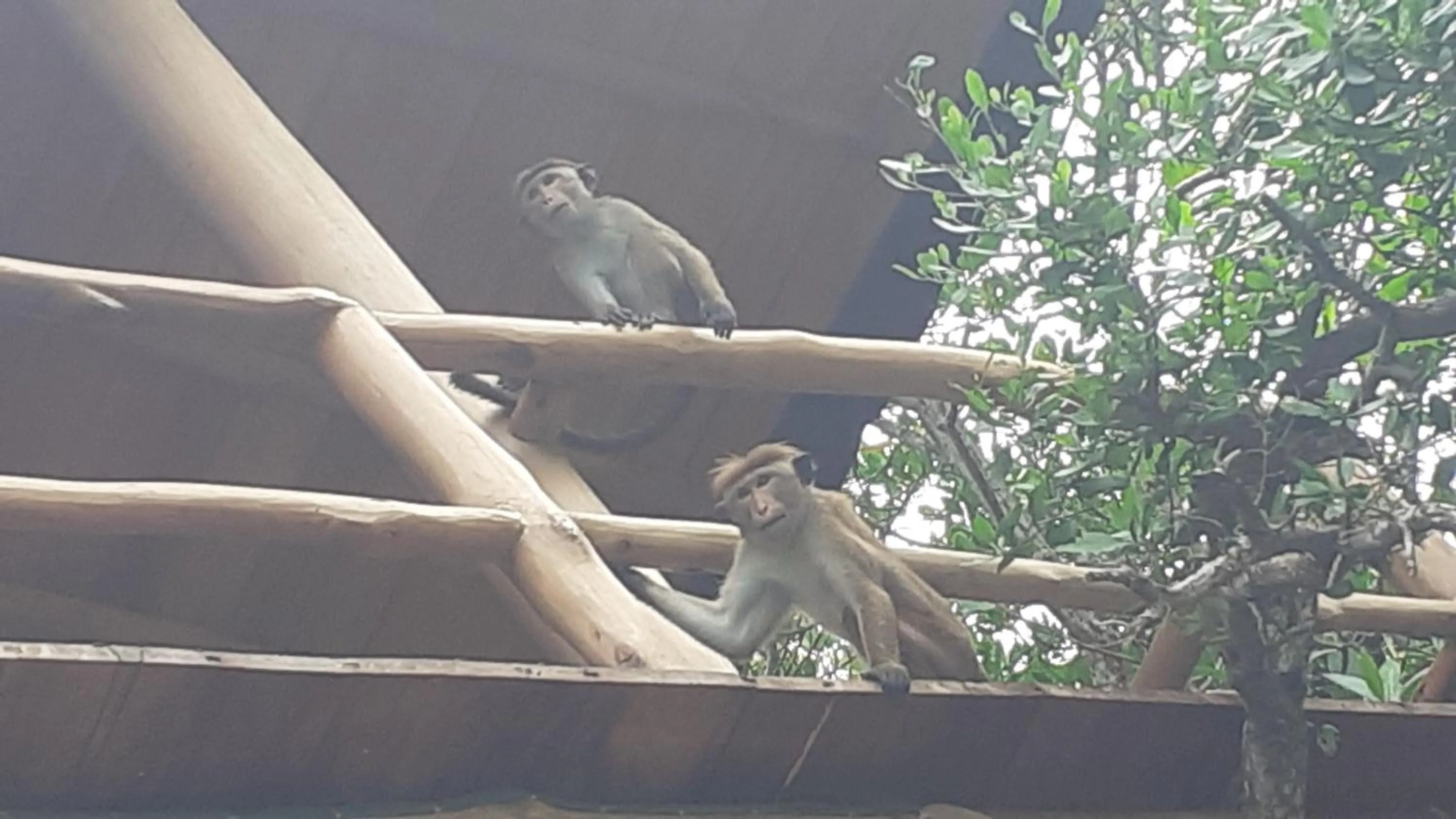 Ganesh Garden Beach Cabanas
