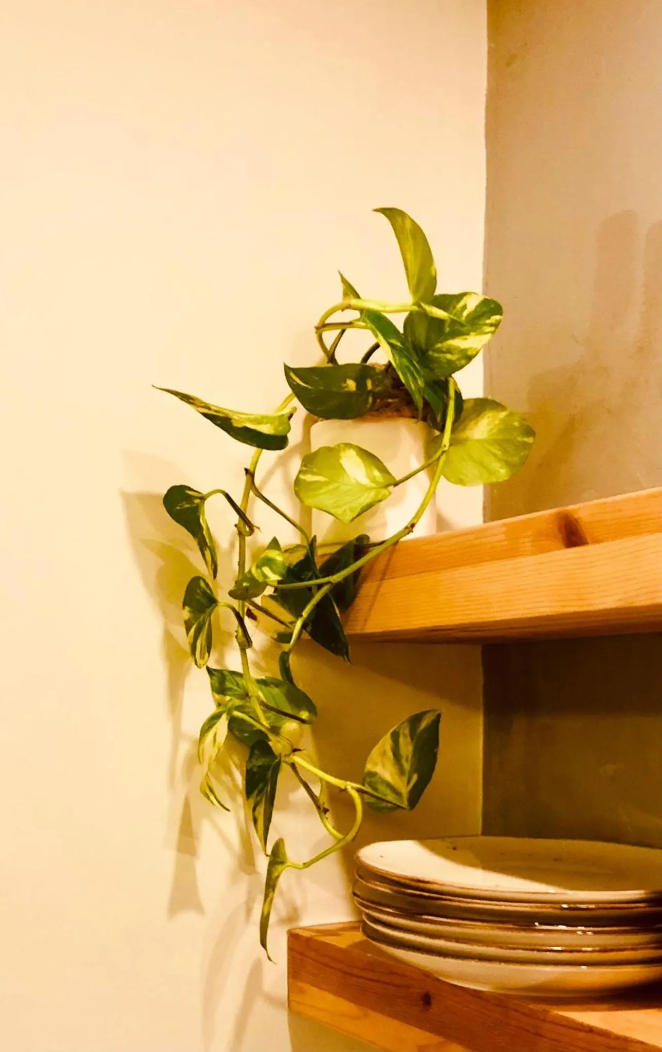 kitchen in Bohemian Residence