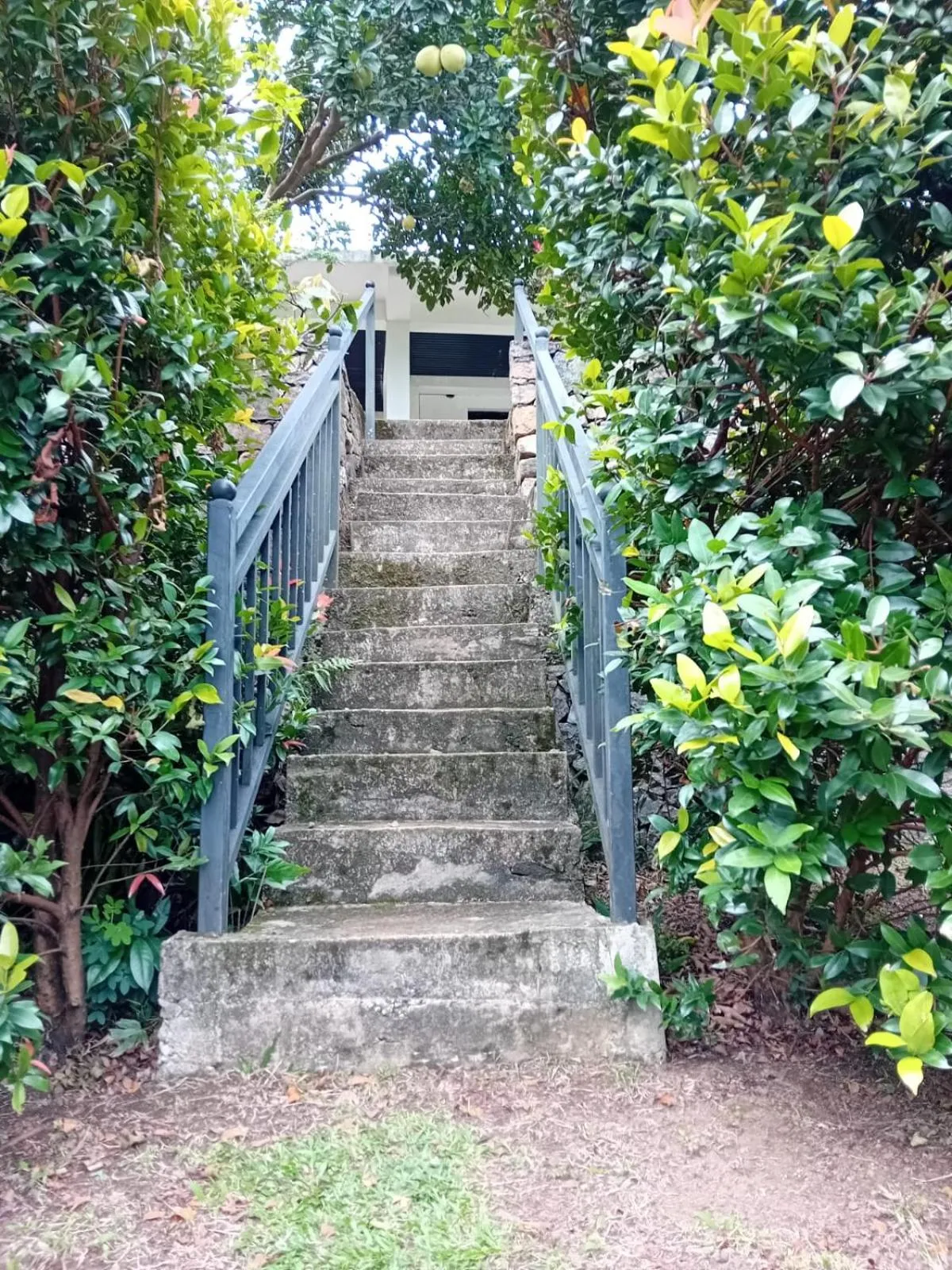 Garden in Knuckles Range Bungalow
