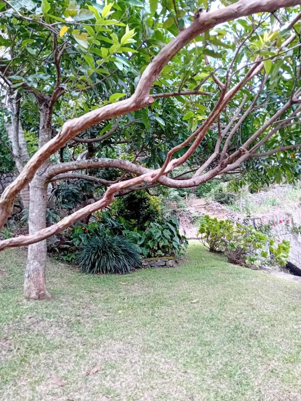 Garden in Knuckles Range Bungalow