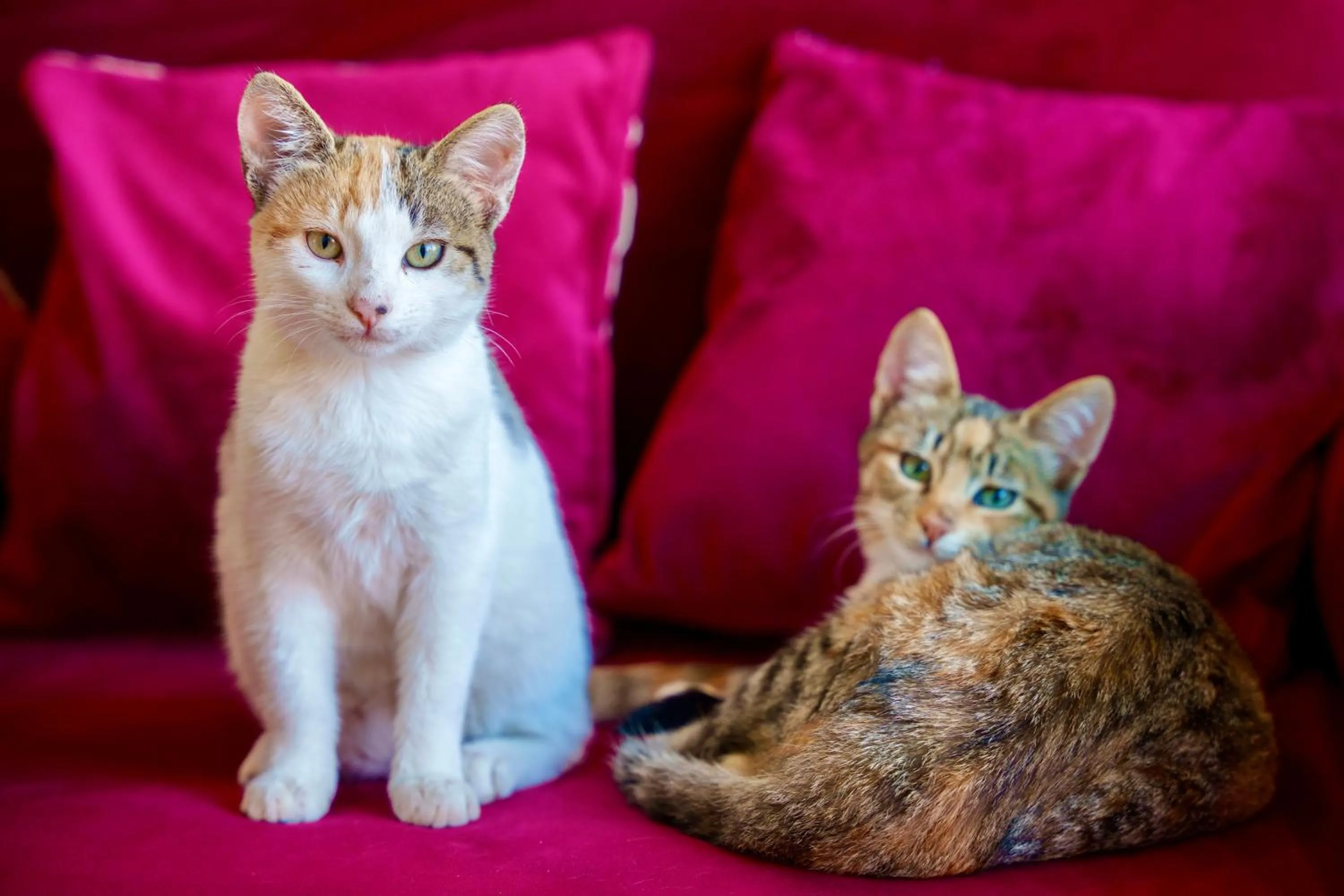 Pets in Whisper Hotel