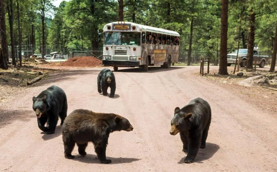 Animals in Super 8 by Wyndham Williams West Route 66 - Grand Canyon Area