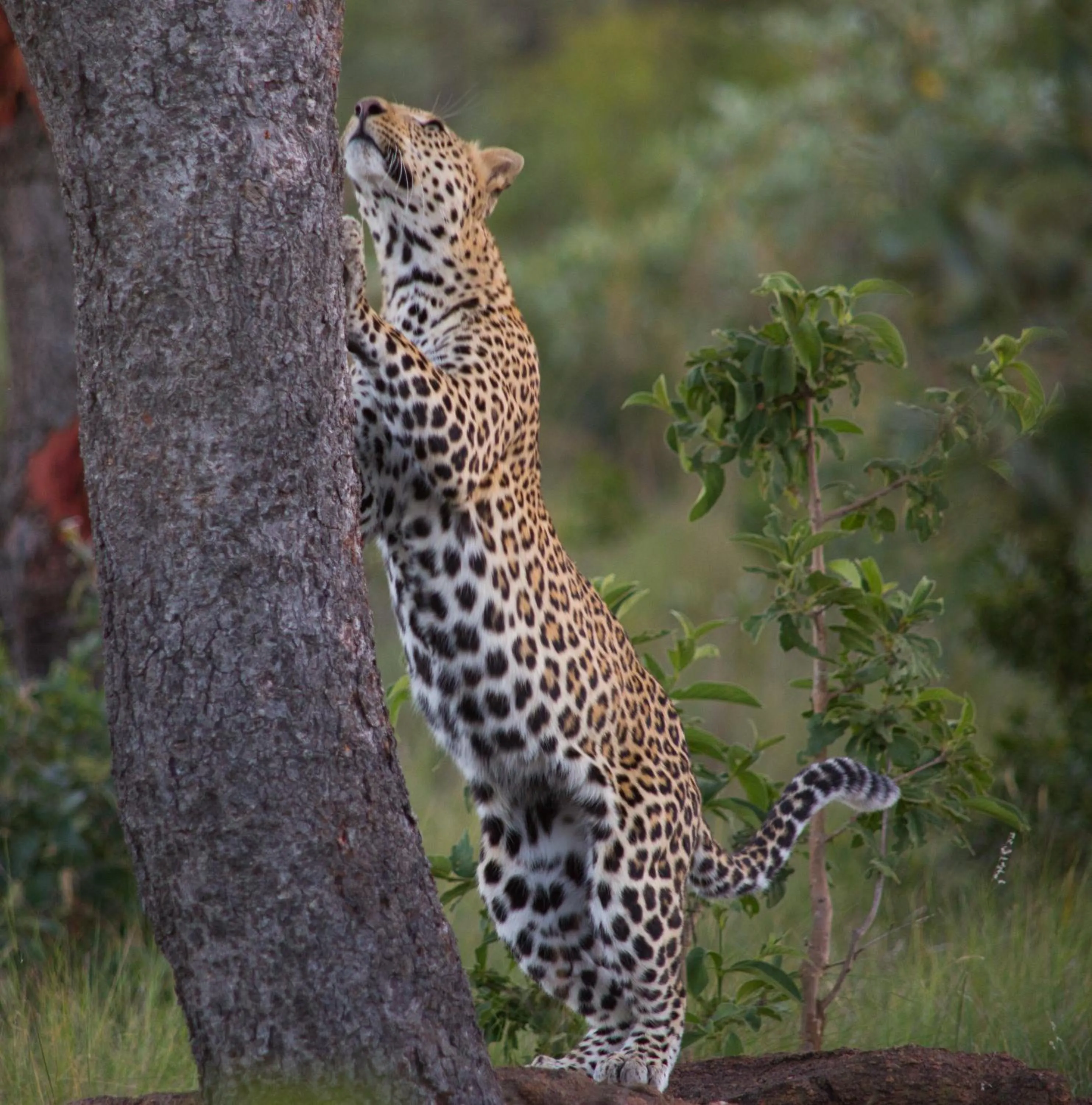 Day in Makweti Safari Lodge
