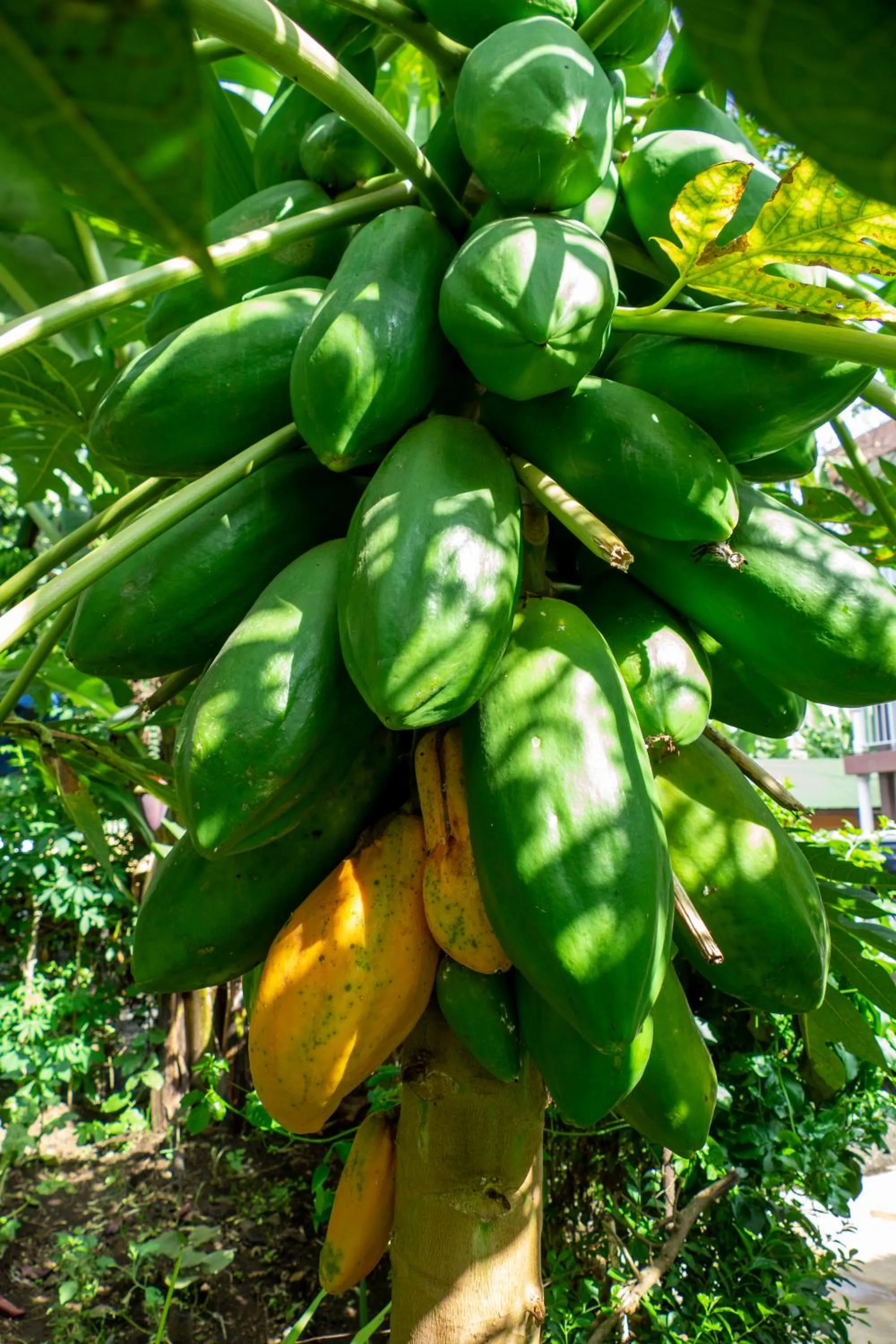 Food in Runako Hostel