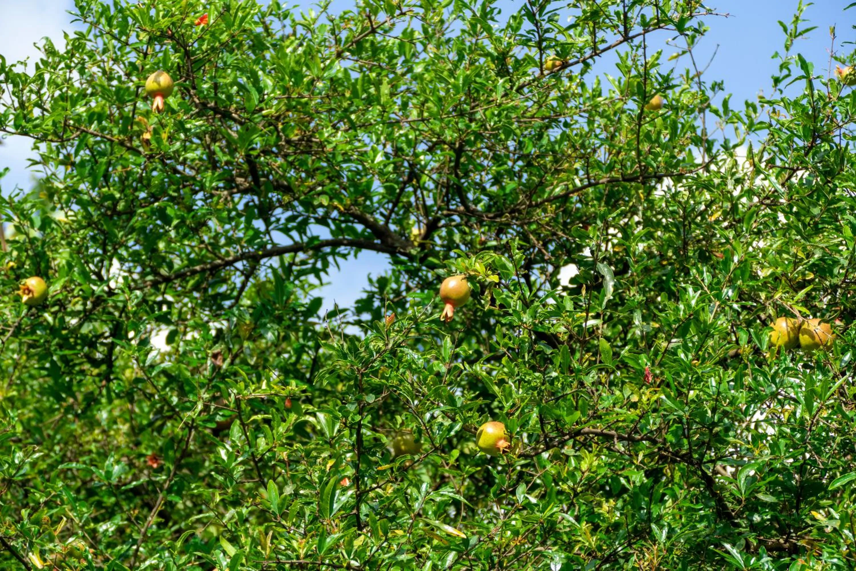 Food in Runako Hostel