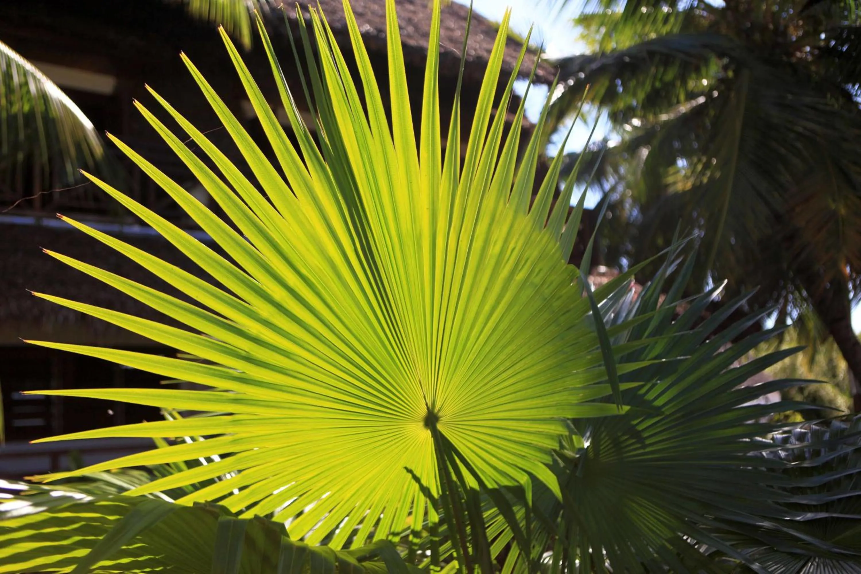 Garden view in Ylang hôtel