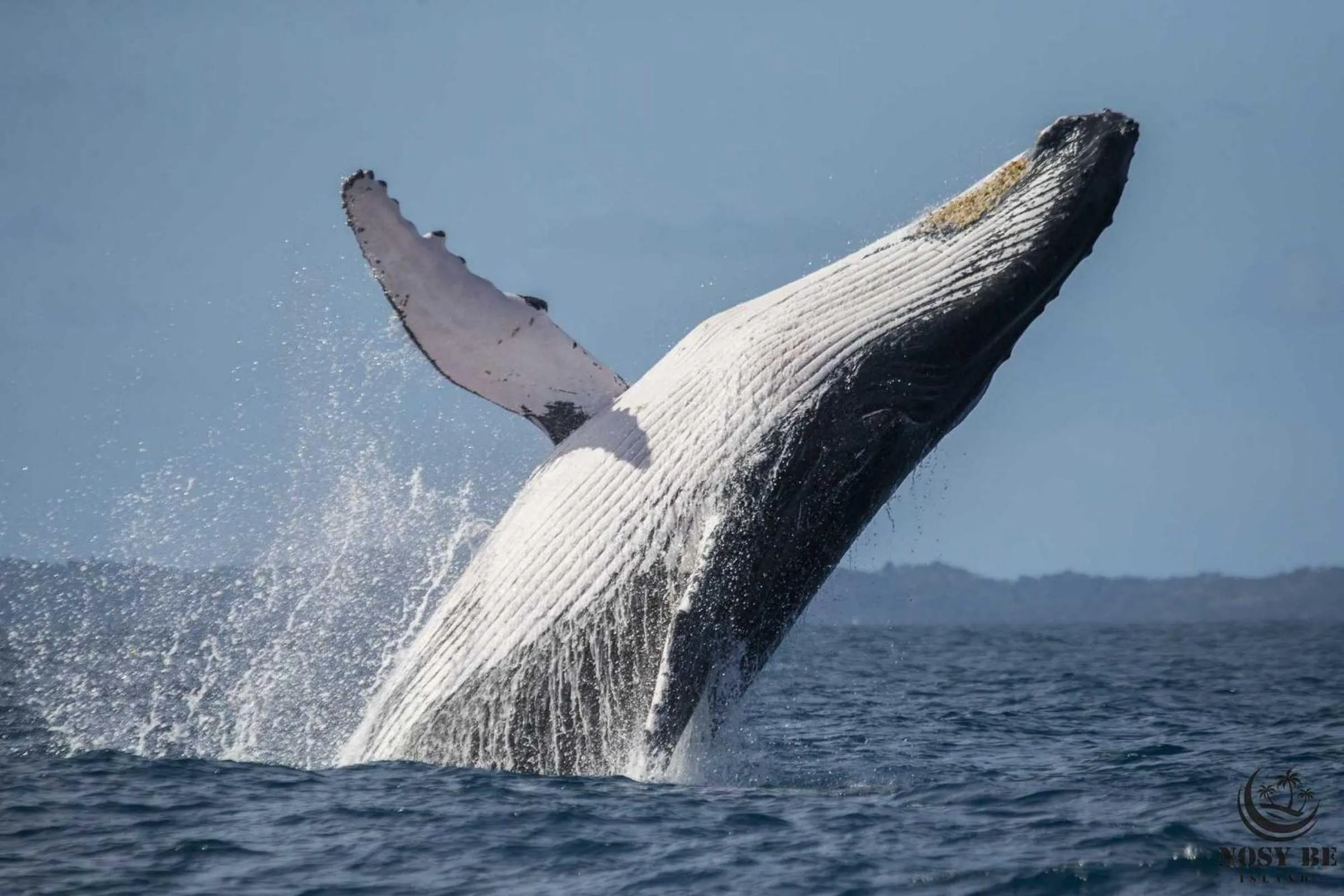 Activities in Ylang hôtel
