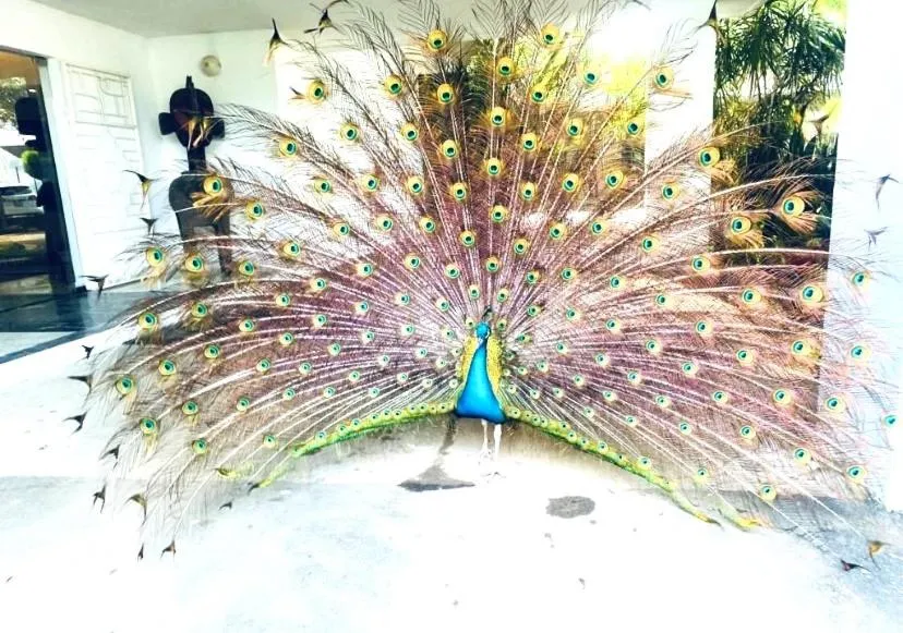 Garden in Hotel Lepic