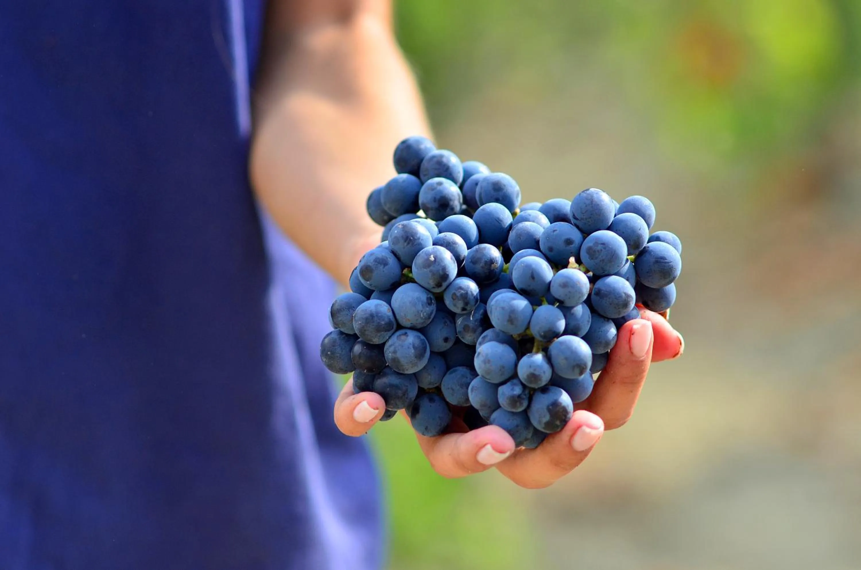 Other in Borgo Conde Wine Resort