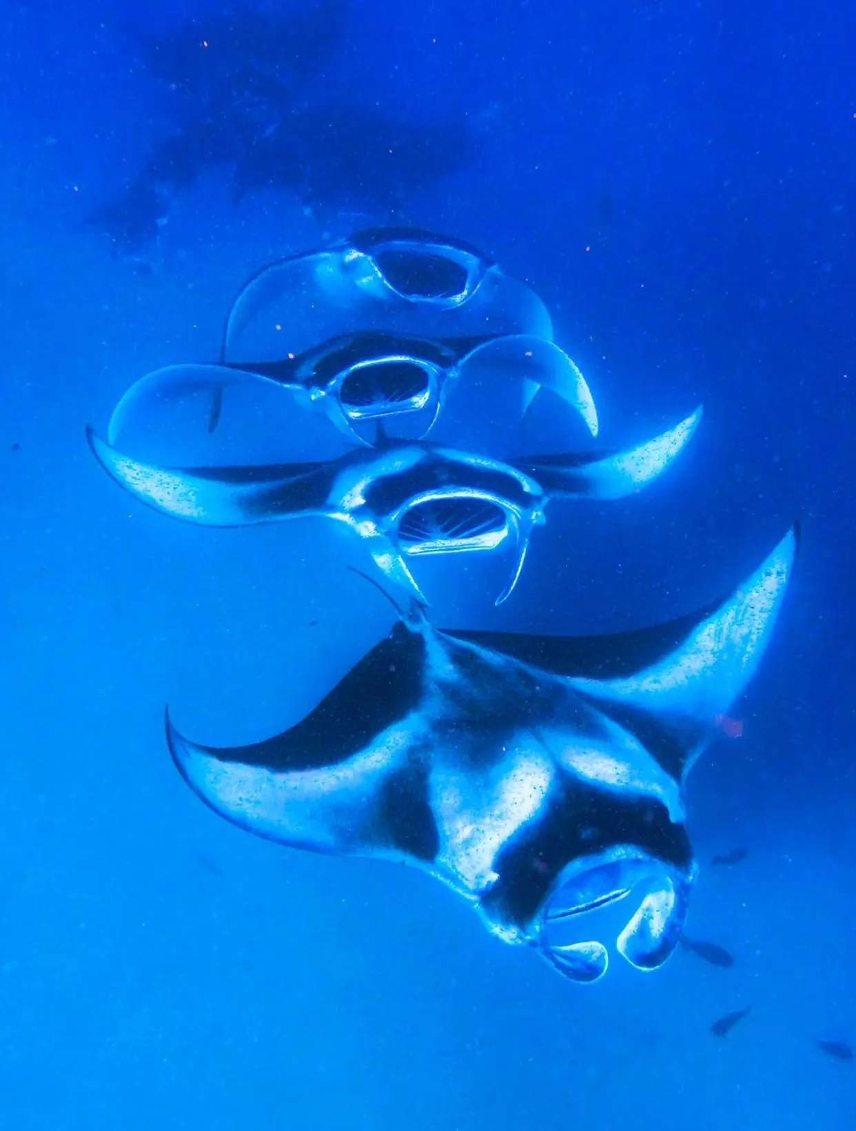 Animals in Chak’z 1964 Beach