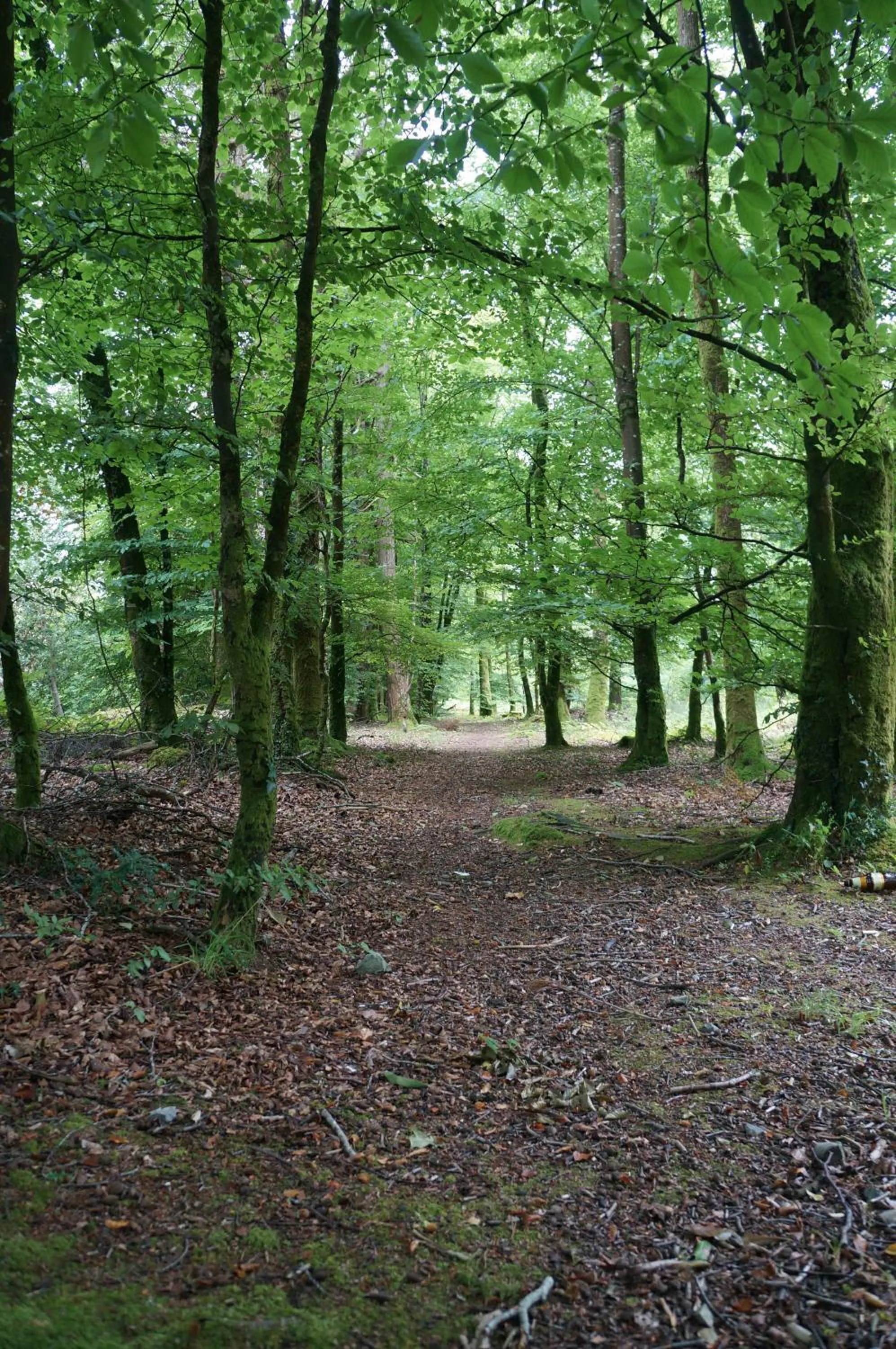Natural landscape in Deerbrook House B&B