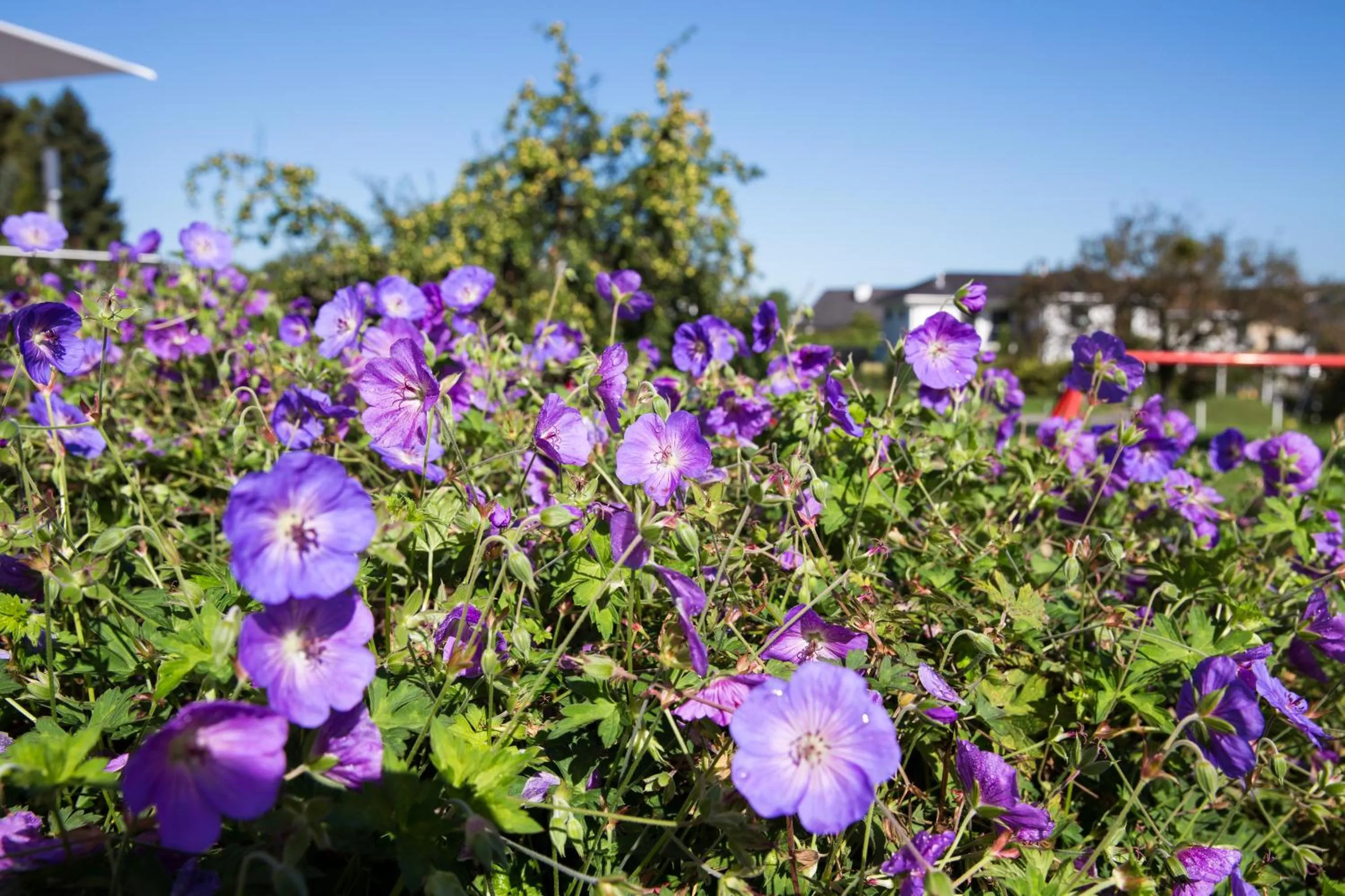 Restaurant/places to eat in Hotel Schäfli Siebnen