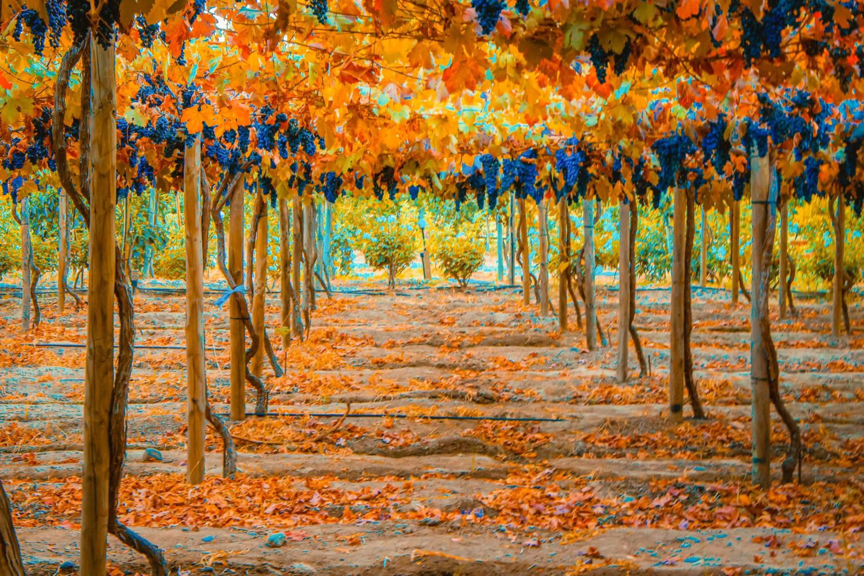 Natural landscape in Cava Colchagua Hotel Boutique