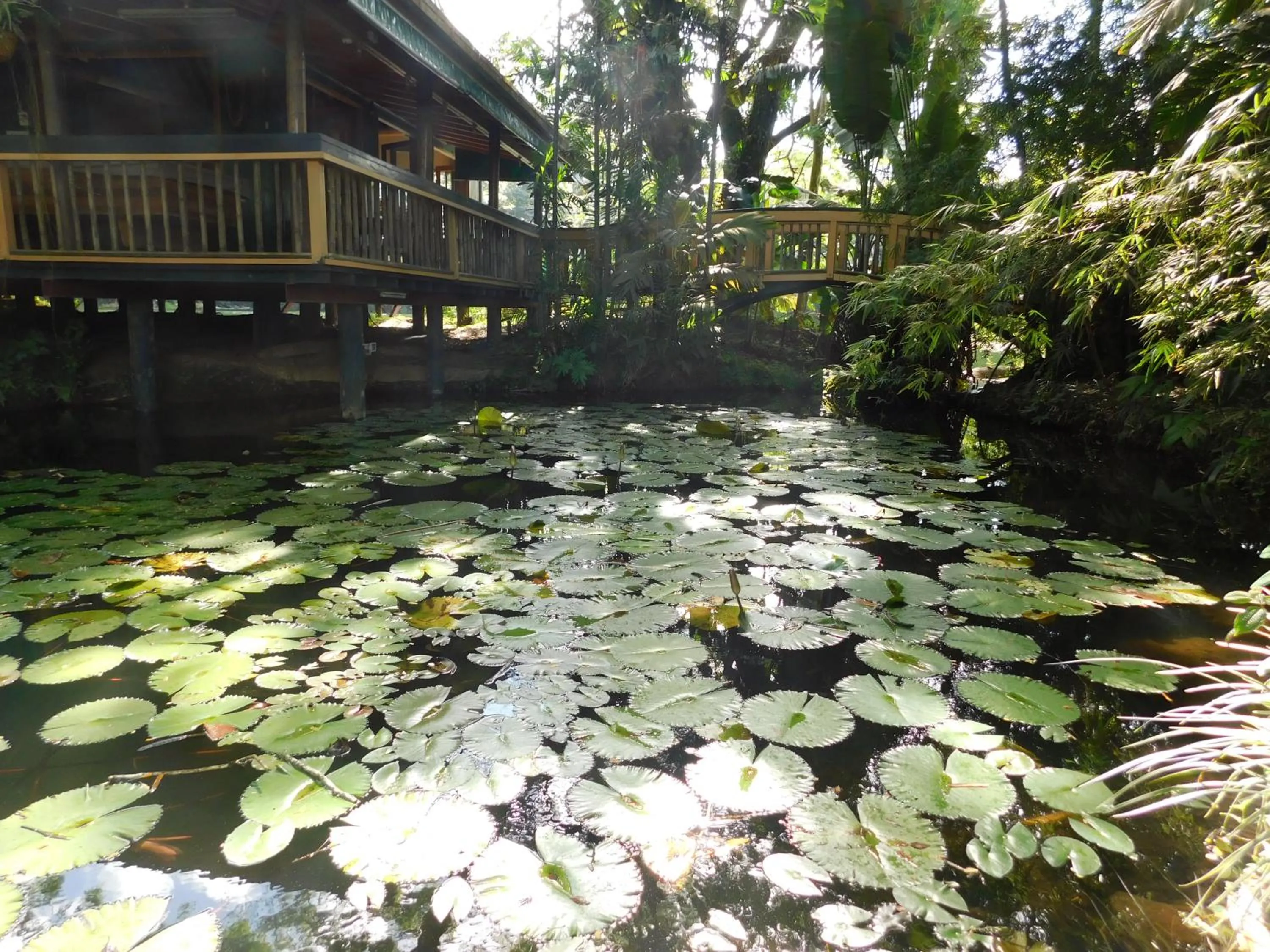 Garden in Rainforest Eco Lodge