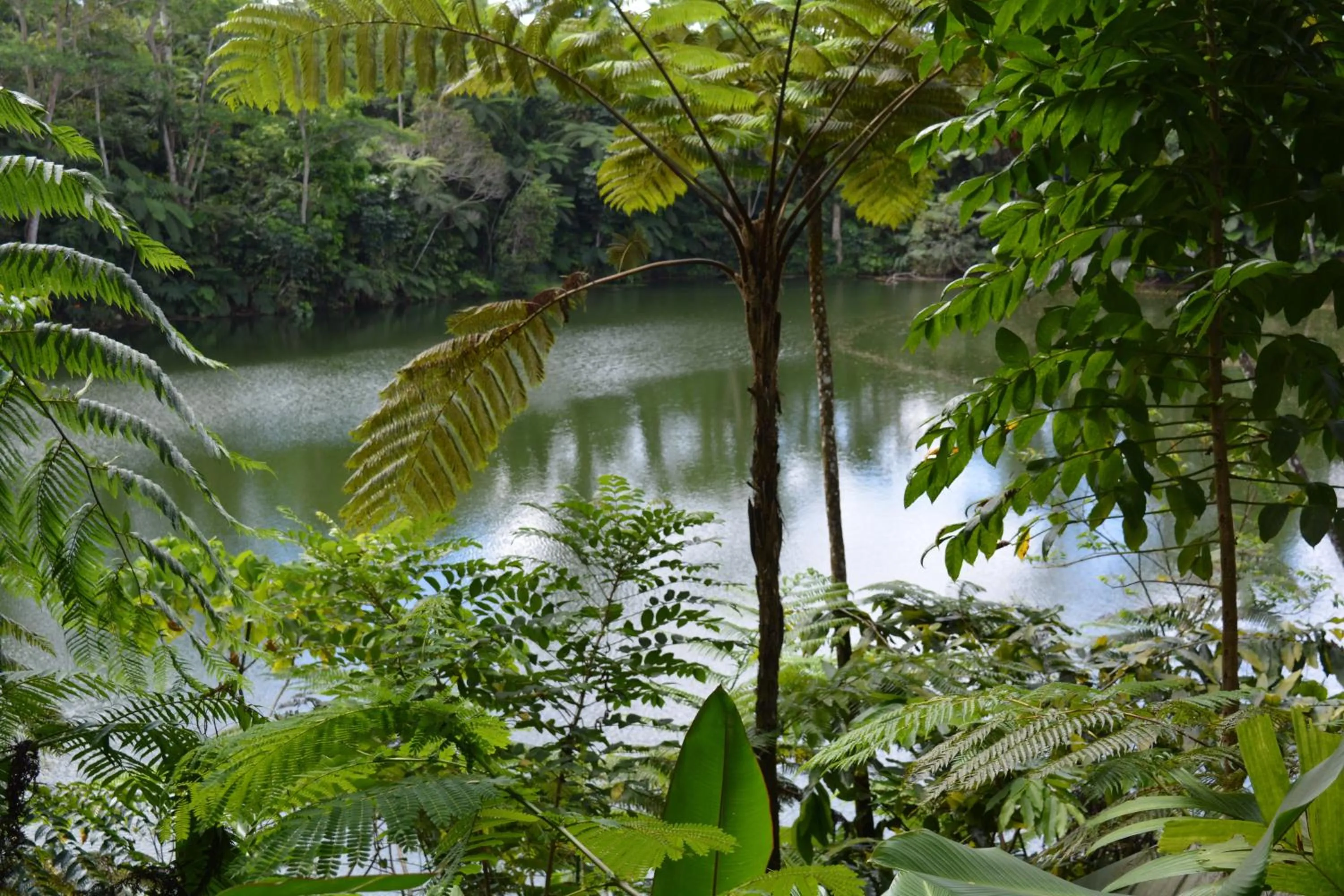 Garden in Rainforest Eco Lodge