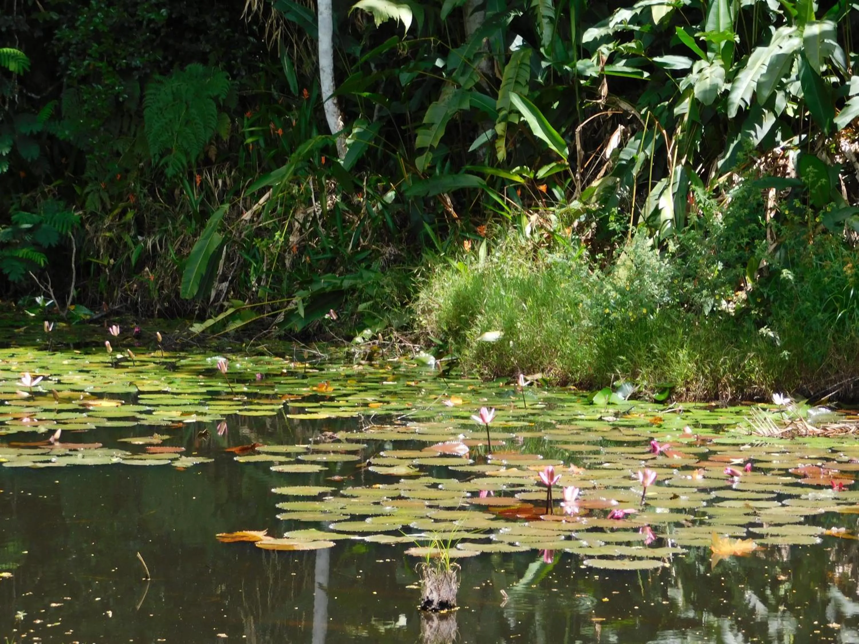 Garden in Rainforest Eco Lodge