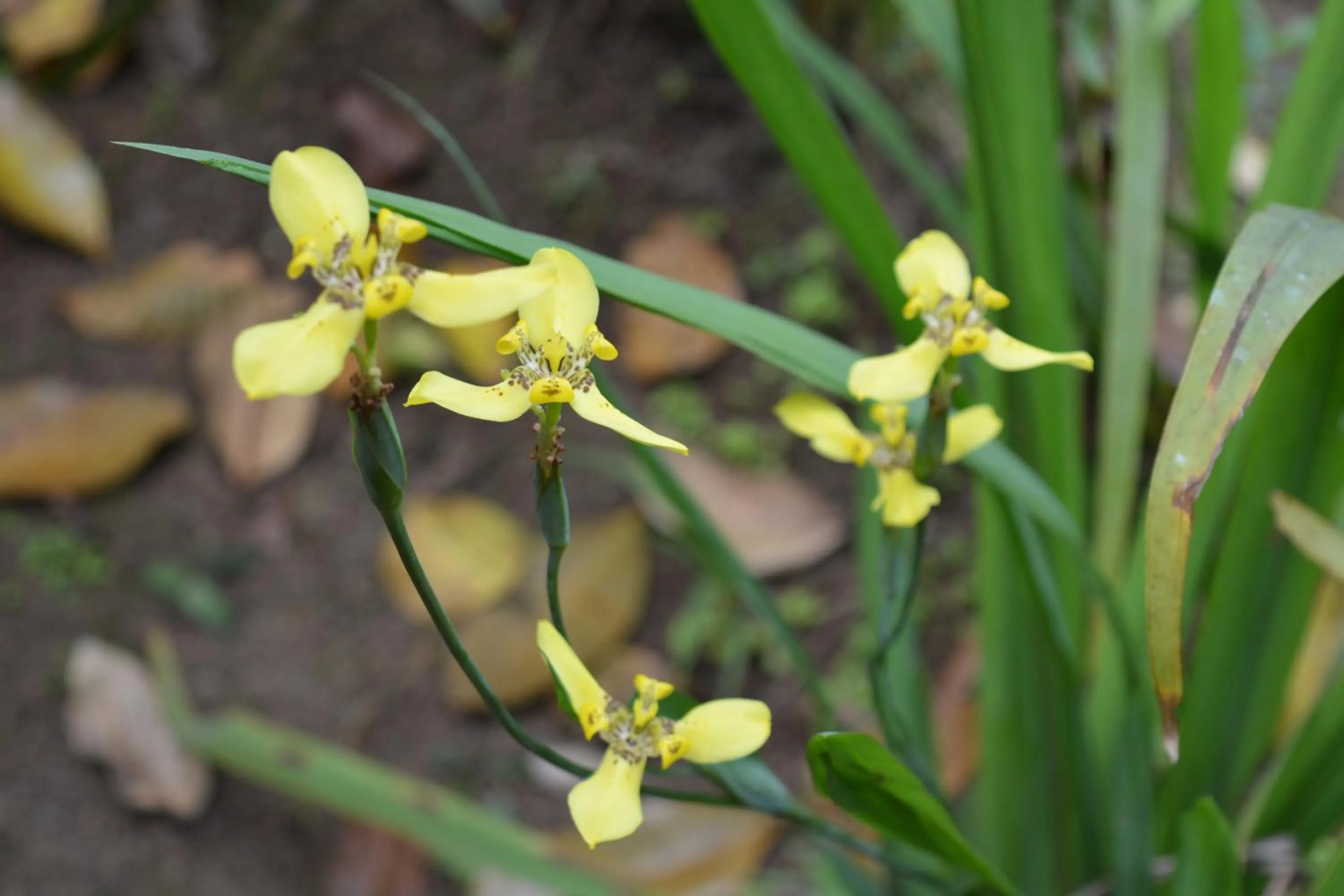 Garden in Rainforest Eco Lodge