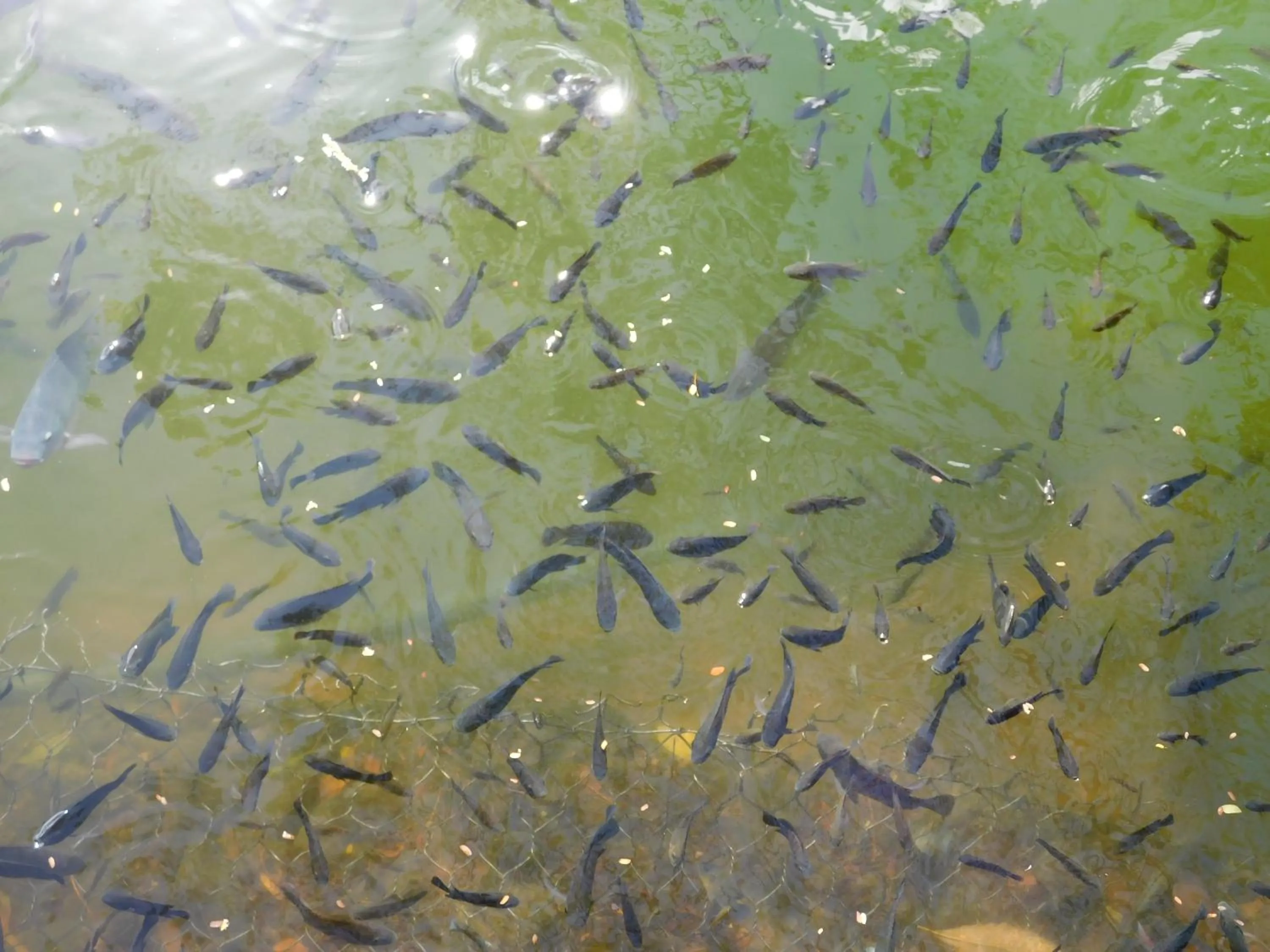 Lake view in Rainforest Eco Lodge