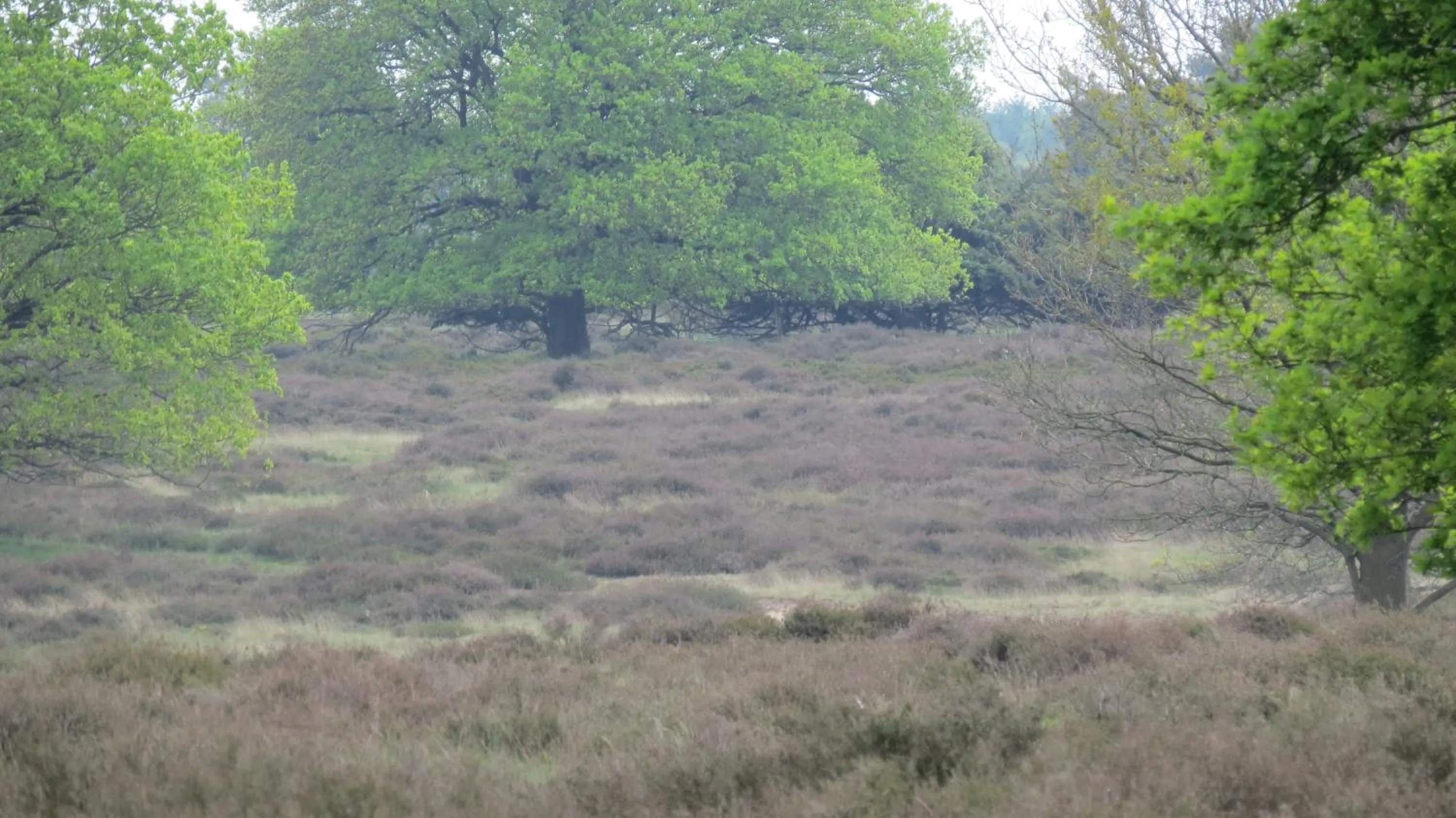 Natural landscape in 't Zwanemeer