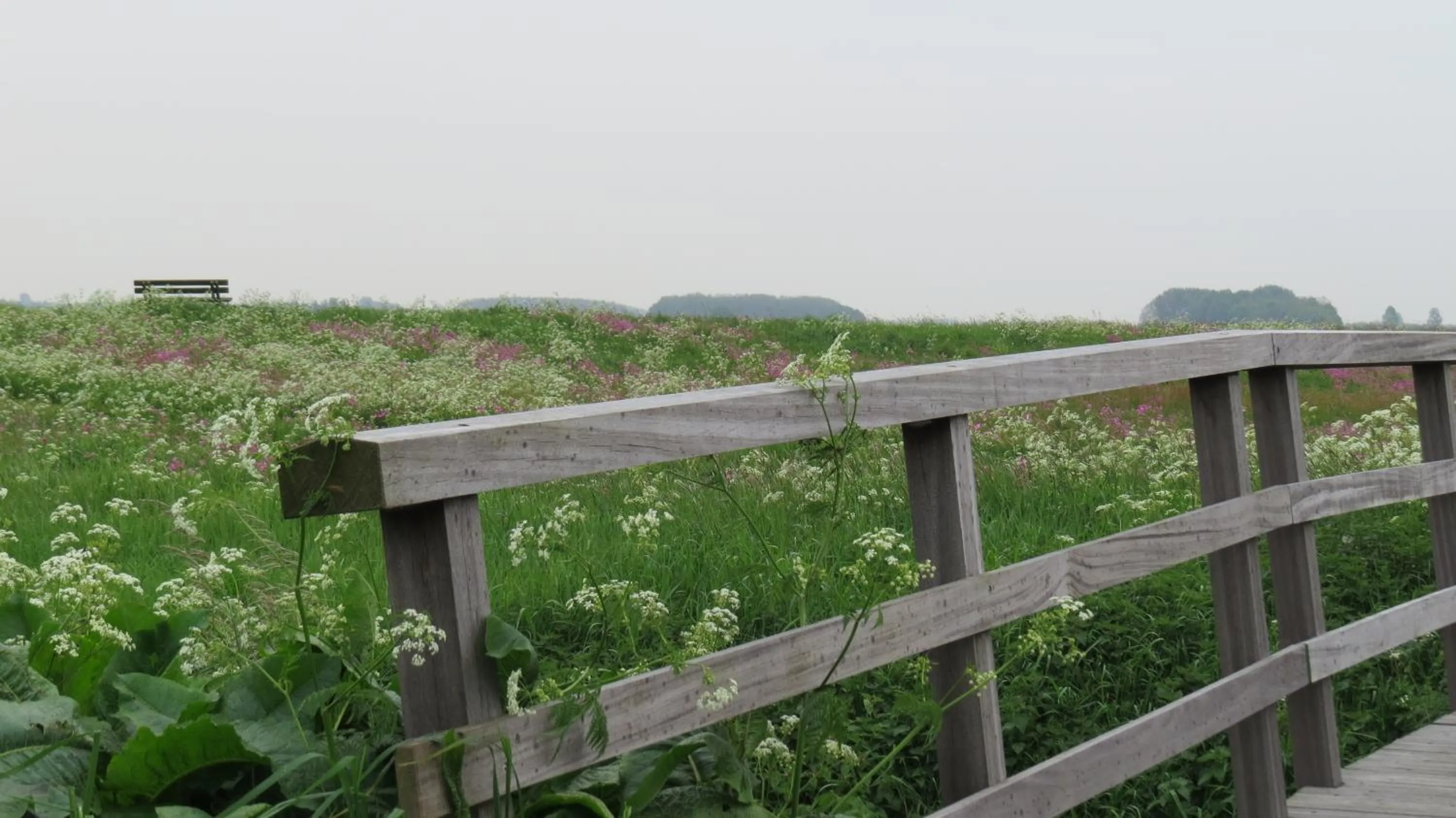 Natural landscape in 't Zwanemeer