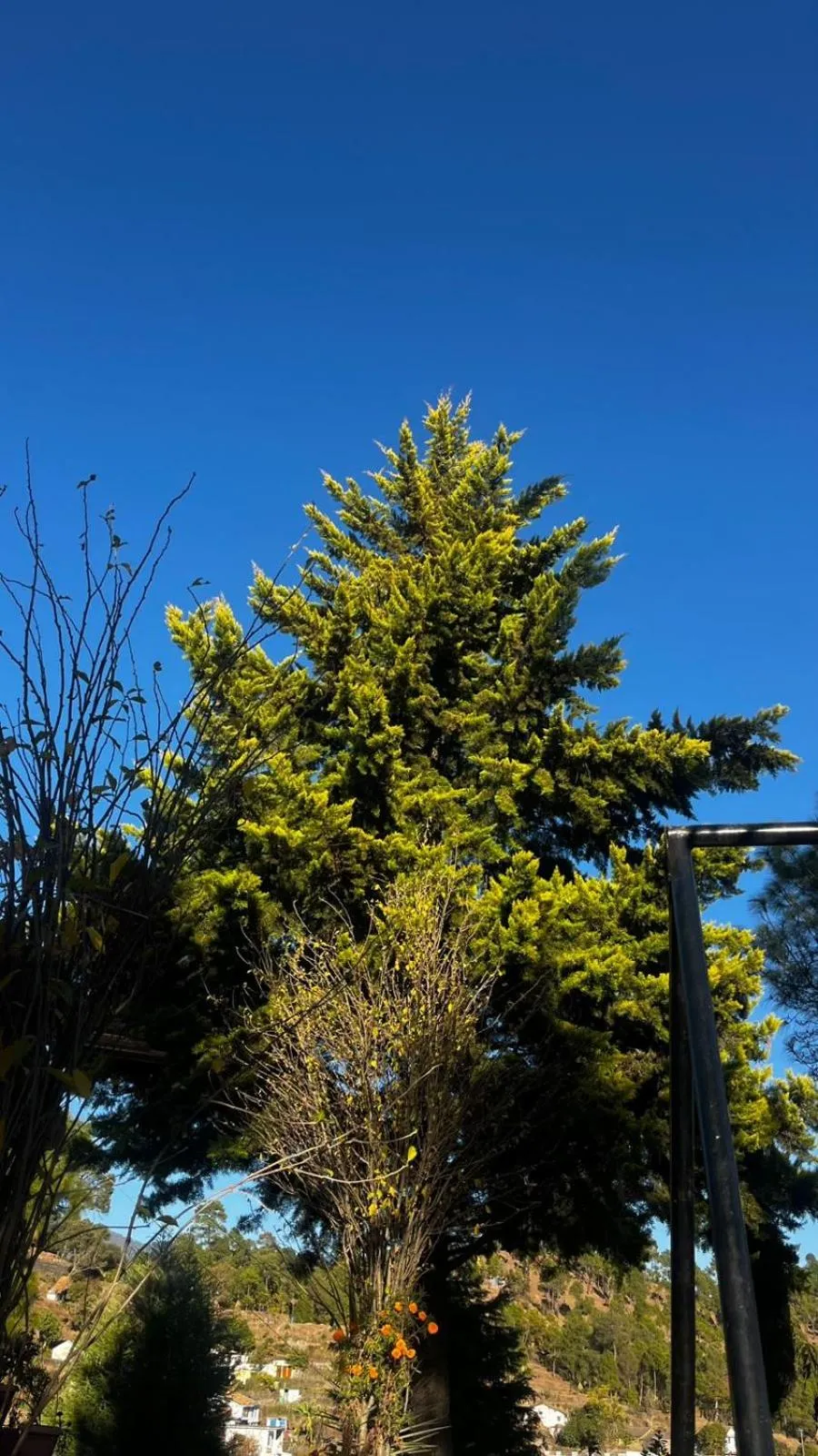 Natural landscape in Burans Kot Heritage Home - Ramgarh