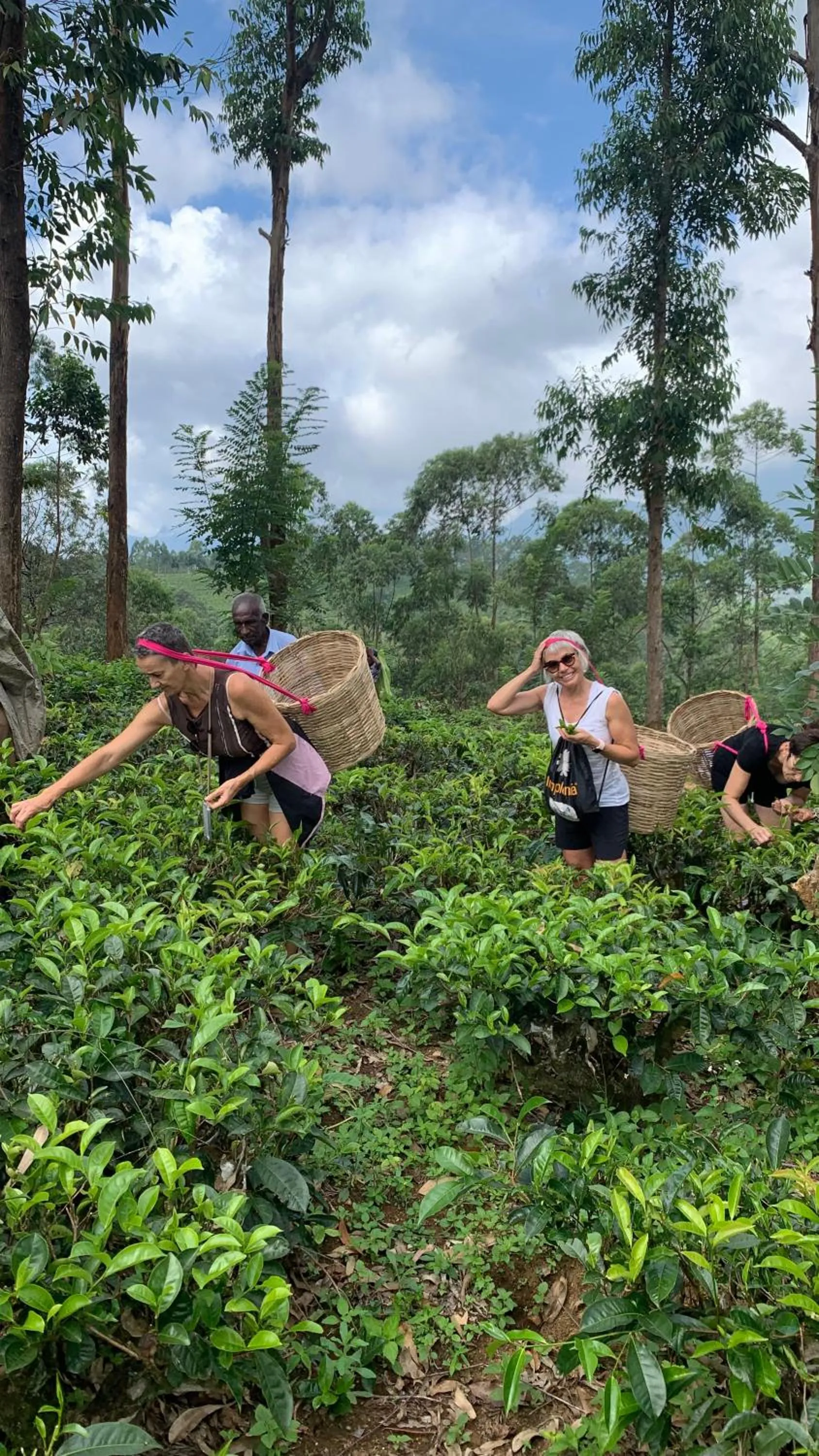 Natural landscape in Tea Cottage Resort & Spa