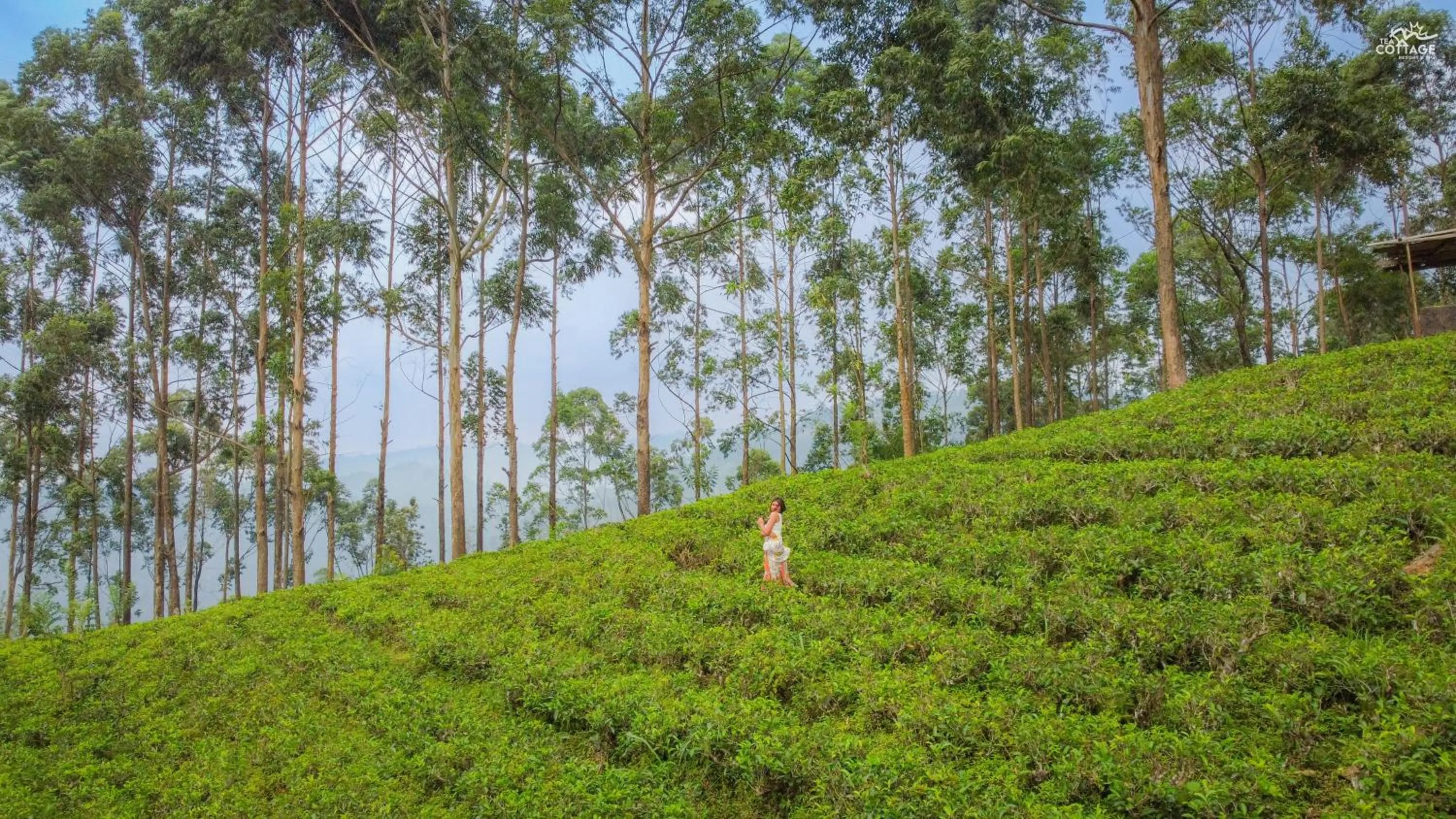 Day in Tea Cottage Resort & Spa