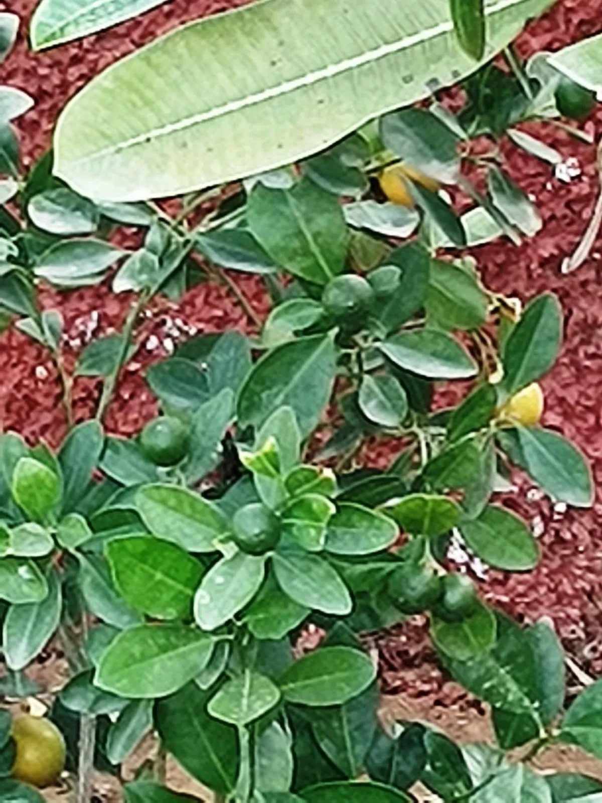 Yuvraj Nature Resort