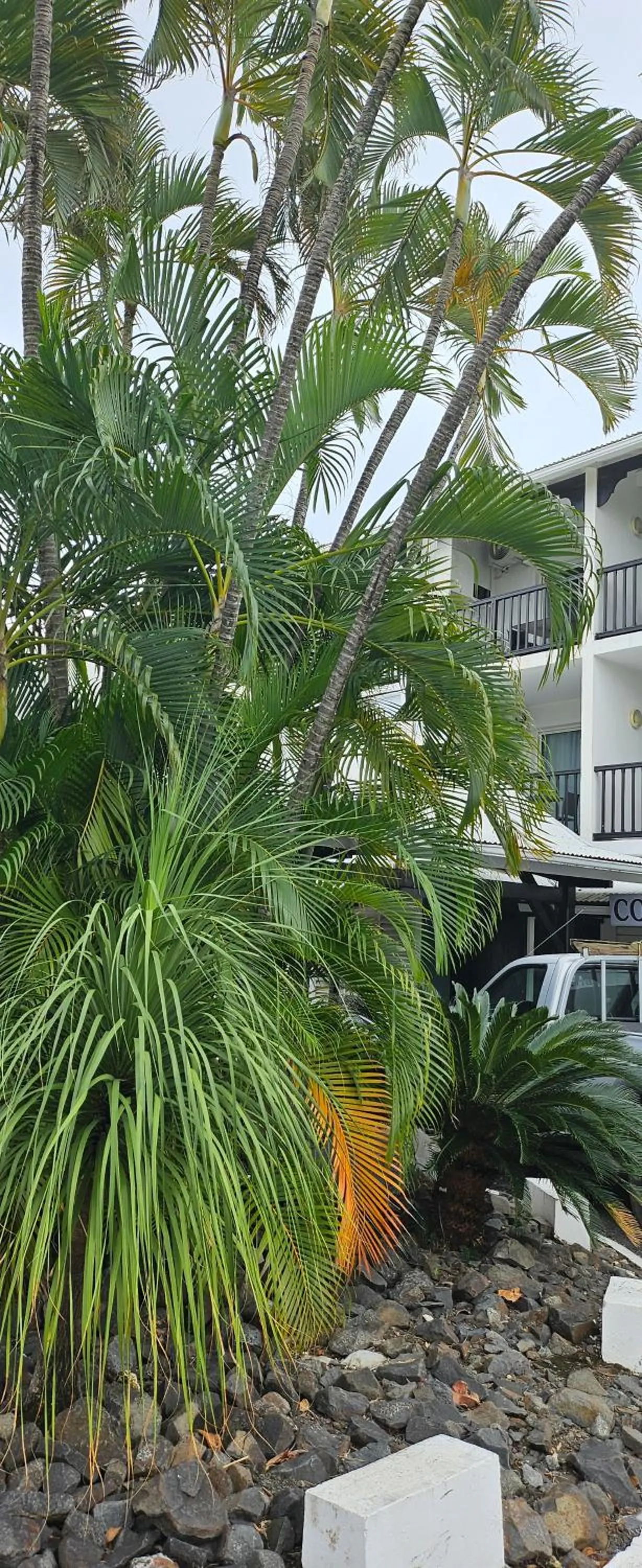 Property building in Marina golf