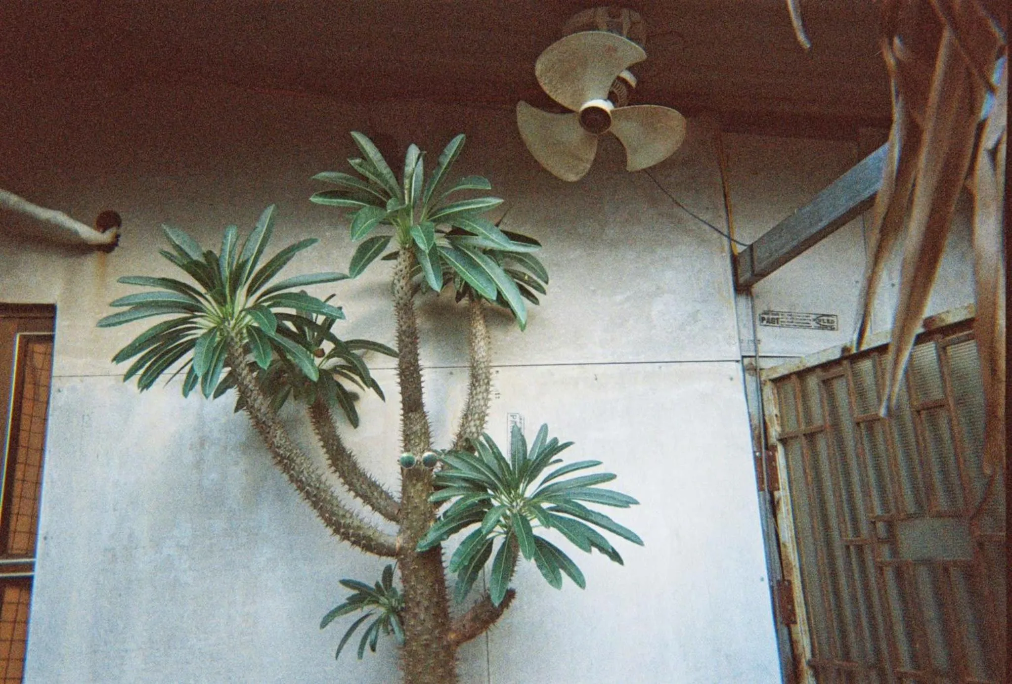 Garden in Cactos Chill & Homestay