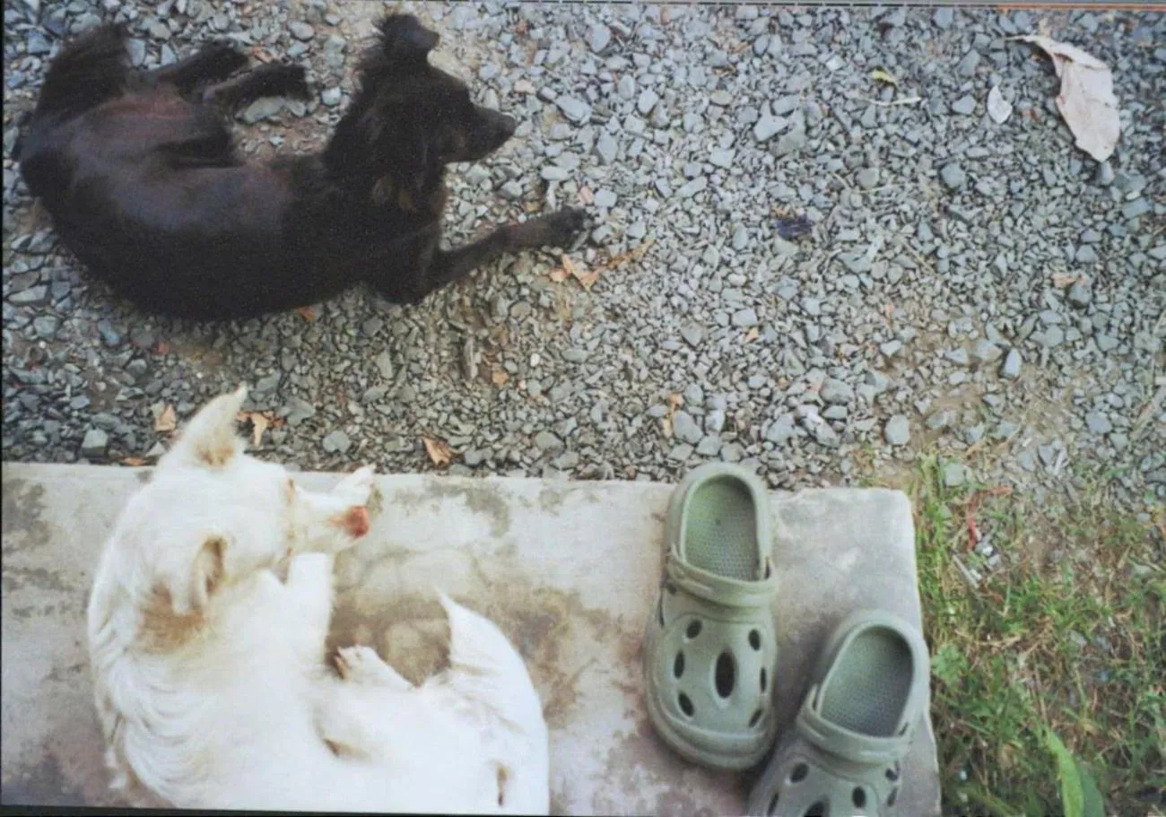 Garden in Cactos Chill & Homestay