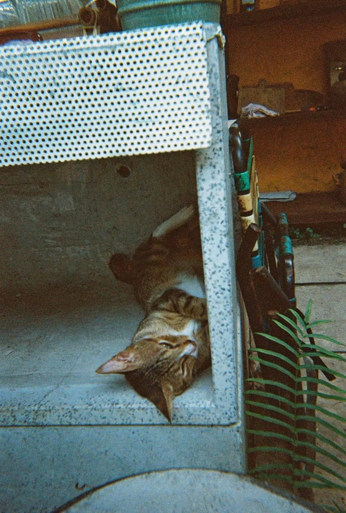 minibar in Cactos Chill & Homestay