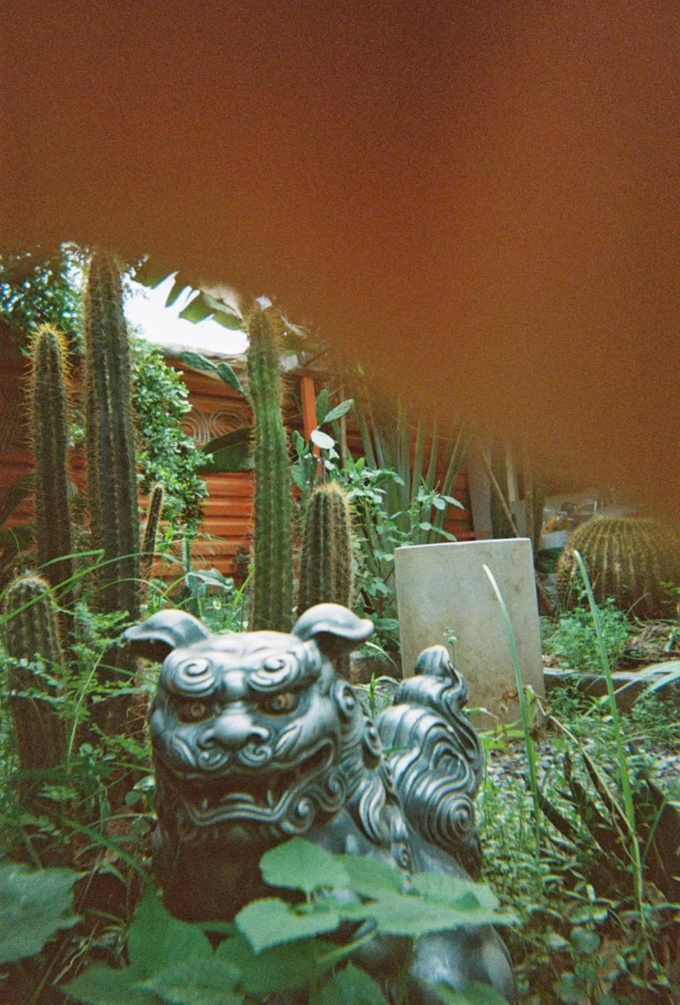 Garden in Cactos Chill & Homestay