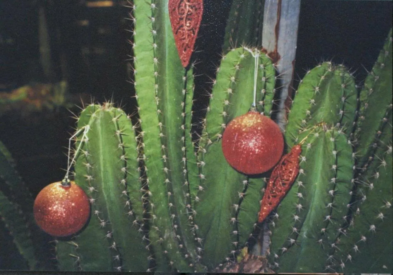 Garden in Cactos Chill & Homestay