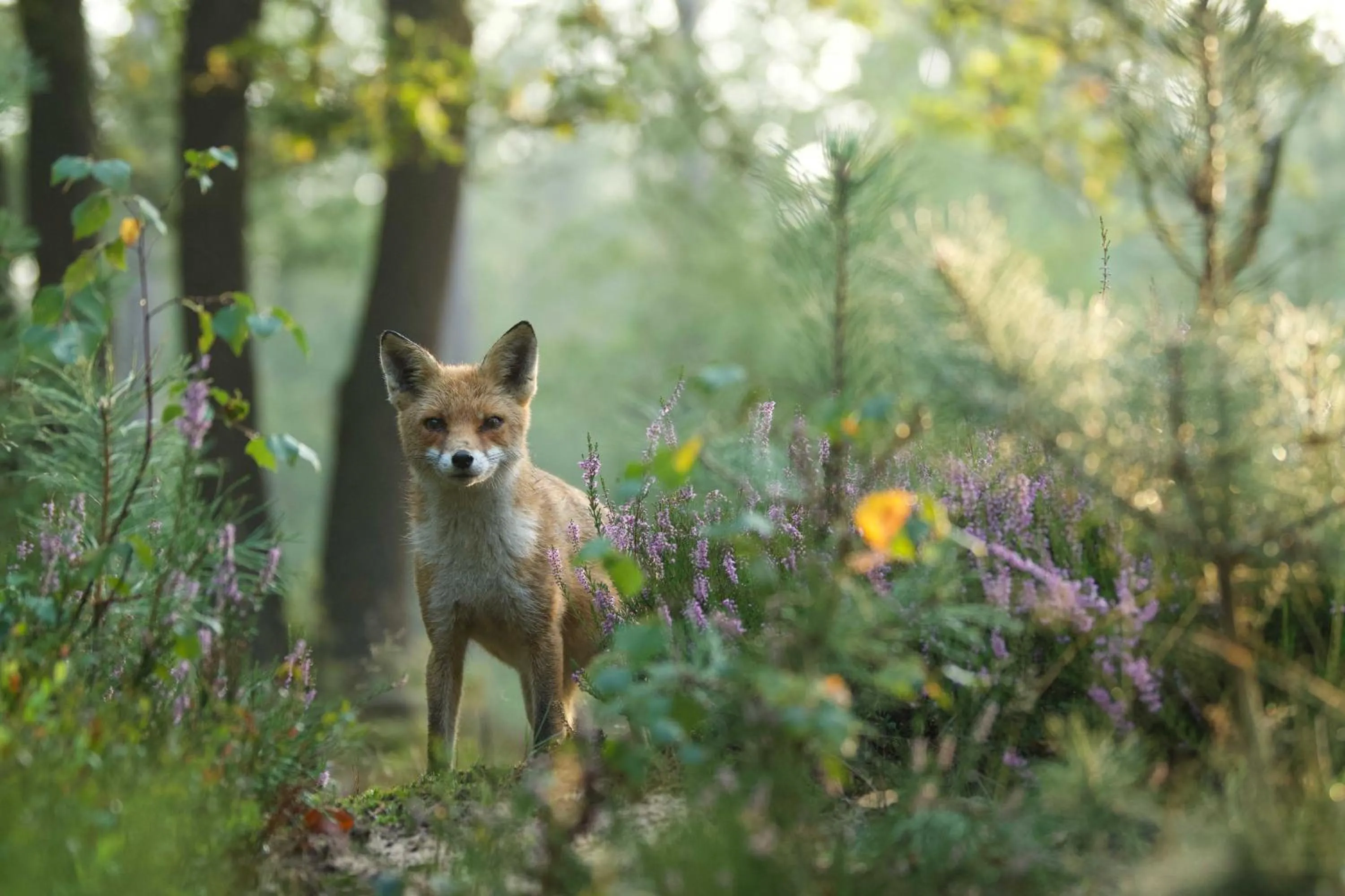 Natural landscape in Witte Berken Natuurhotel