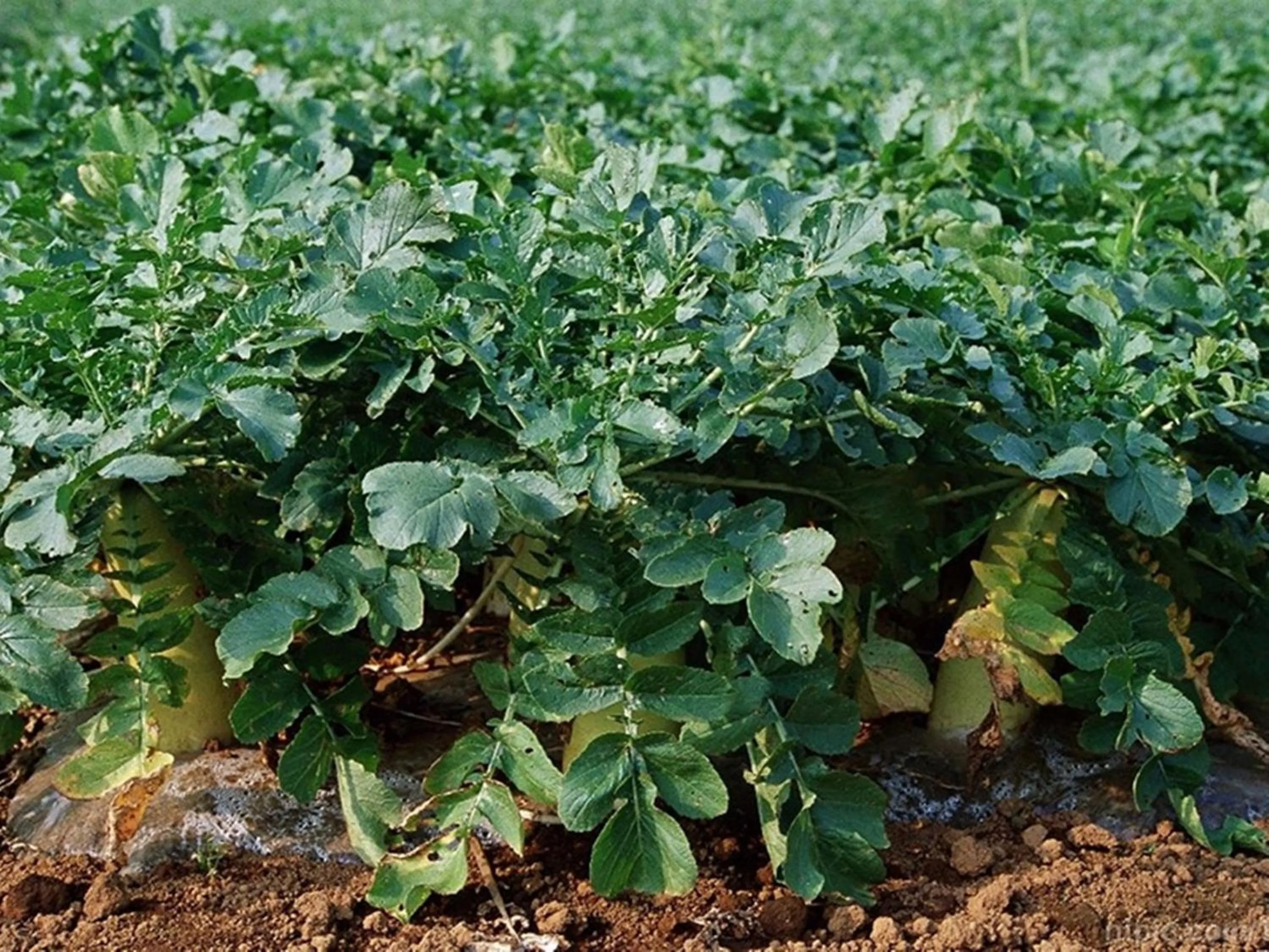 Off site in Nagomiya Hirugano