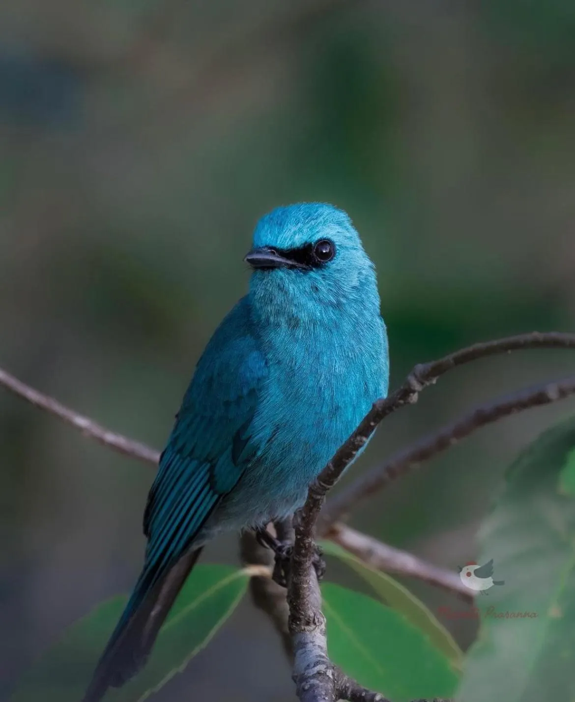 Kasar Himalaya Holiday Resort, Binsar Rd