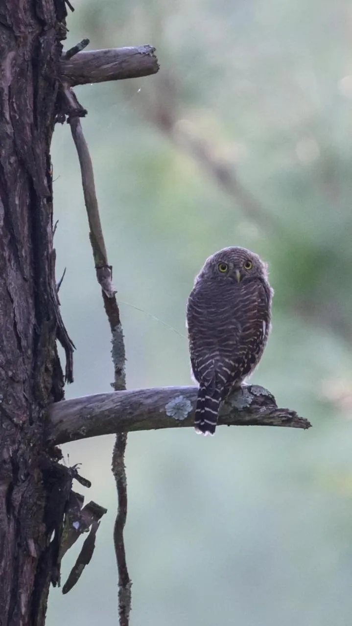 Kasar Himalaya Holiday Resort, Binsar Rd